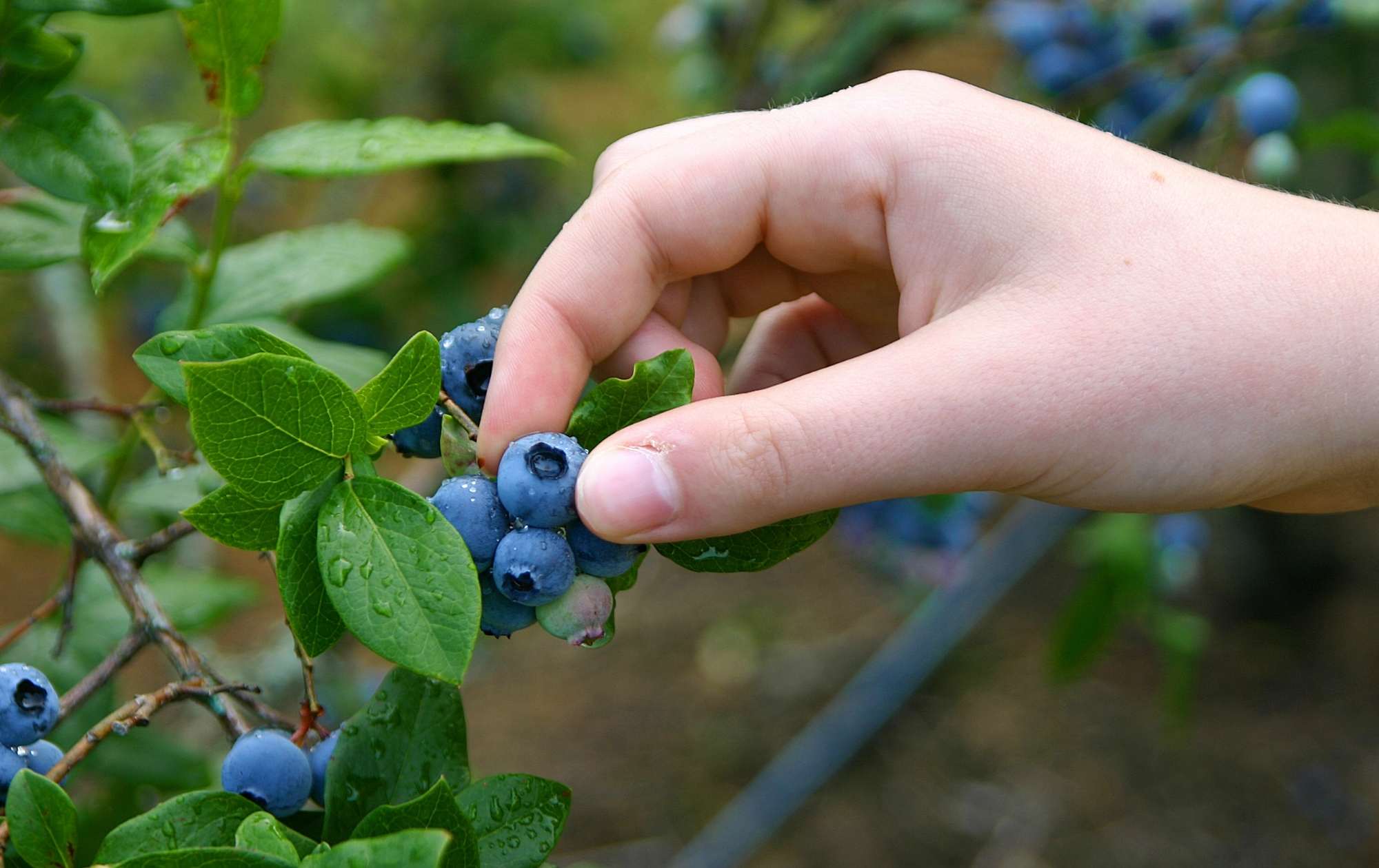 How Long Does It Take To Get Blueberries After Planting