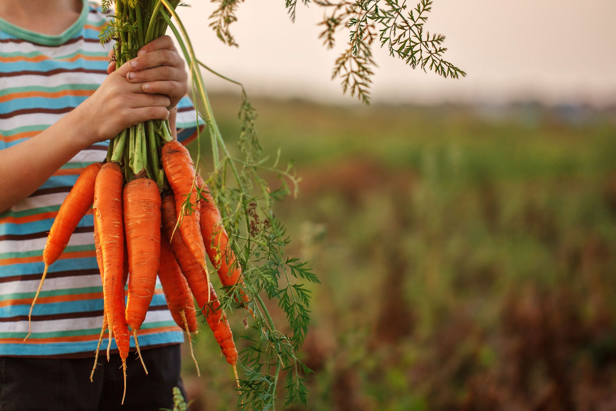 How Long From Planting To Harvest Carrots