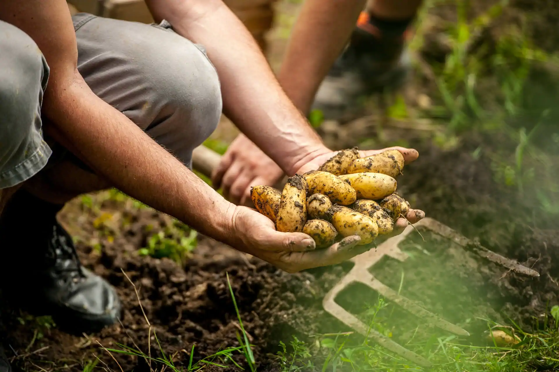 How Long From Planting To Harvest Potatoes