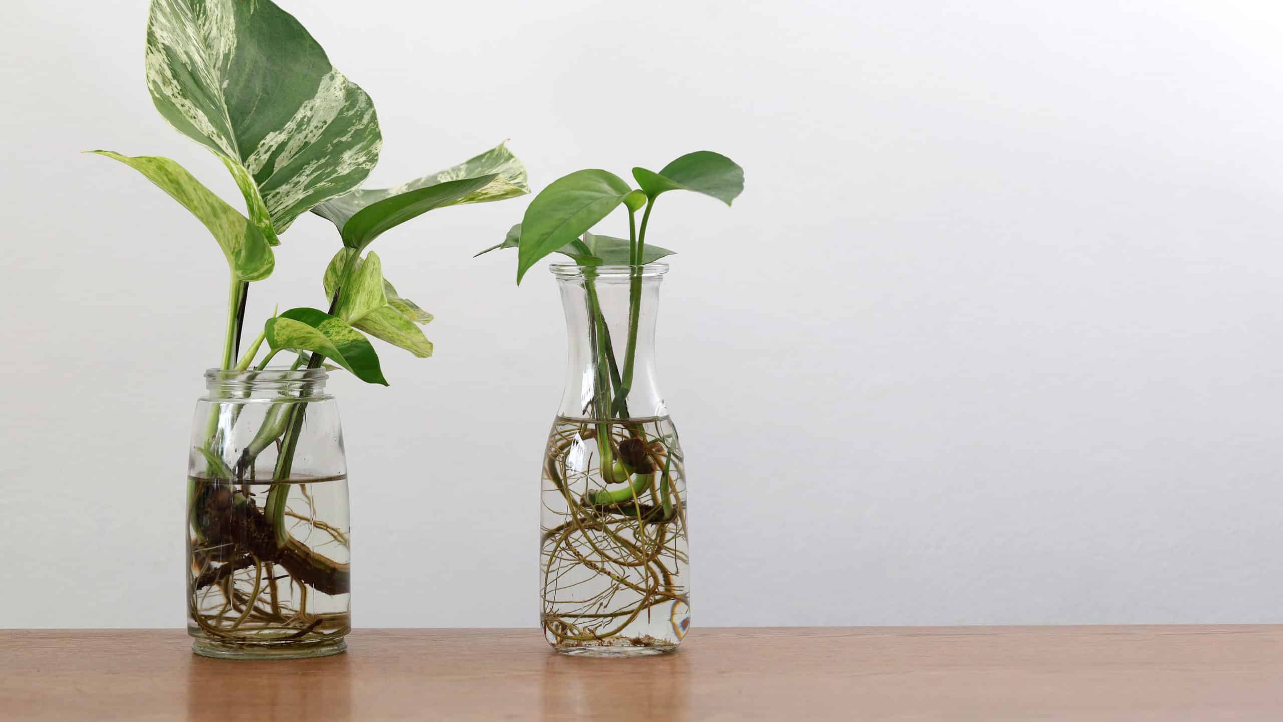 How Long Should Pothos Roots Be Before Planting