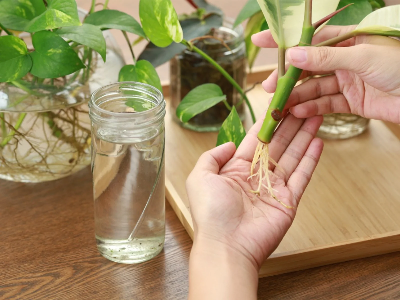 How Long Should Roots Be Before Planting