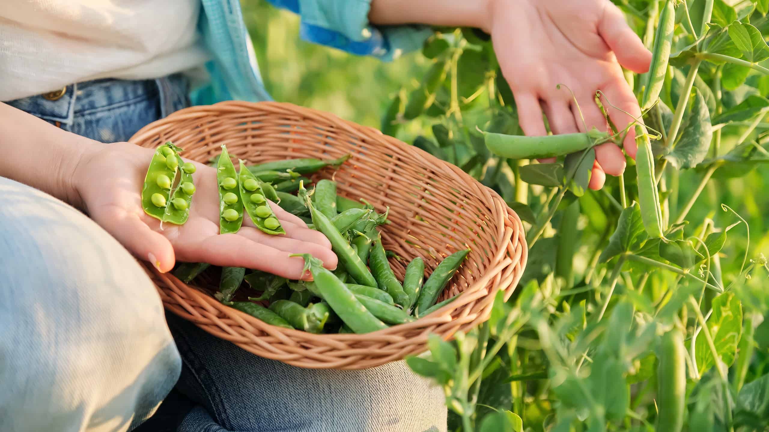 How Long Should You Soak Peas Before Planting