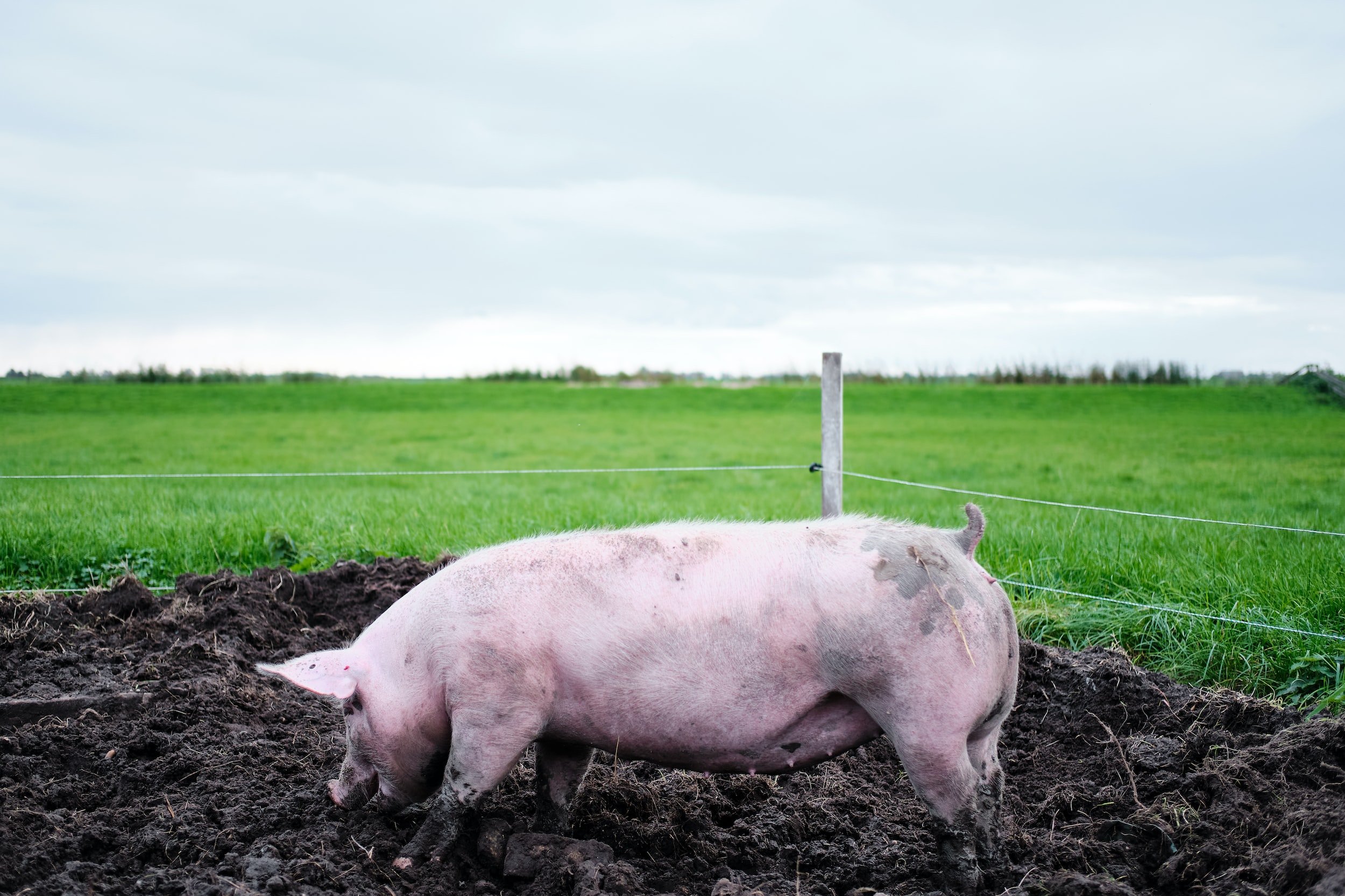 How Long To Compost Pig Manure
