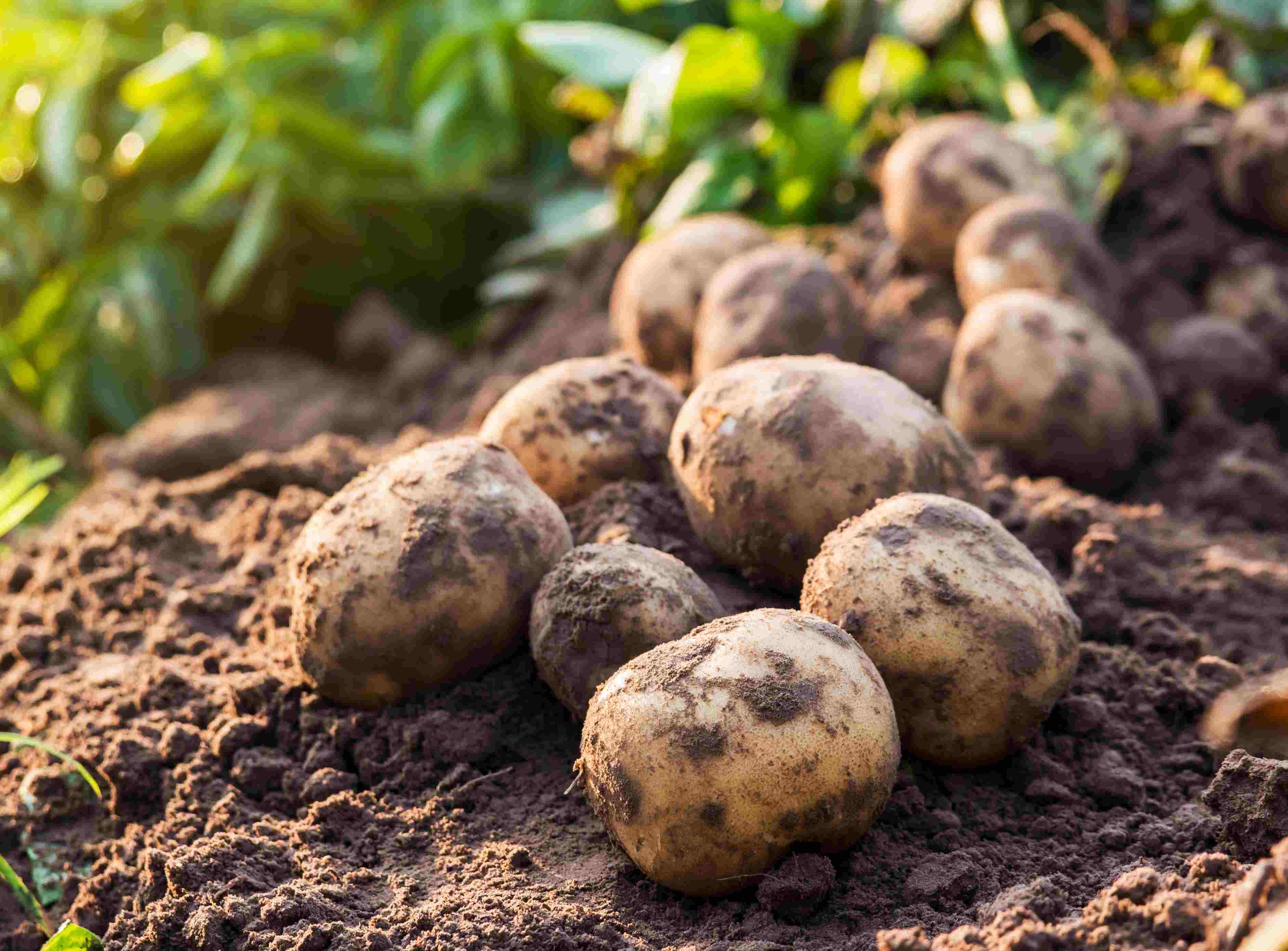 How Long To Cure Potatoes Before Planting