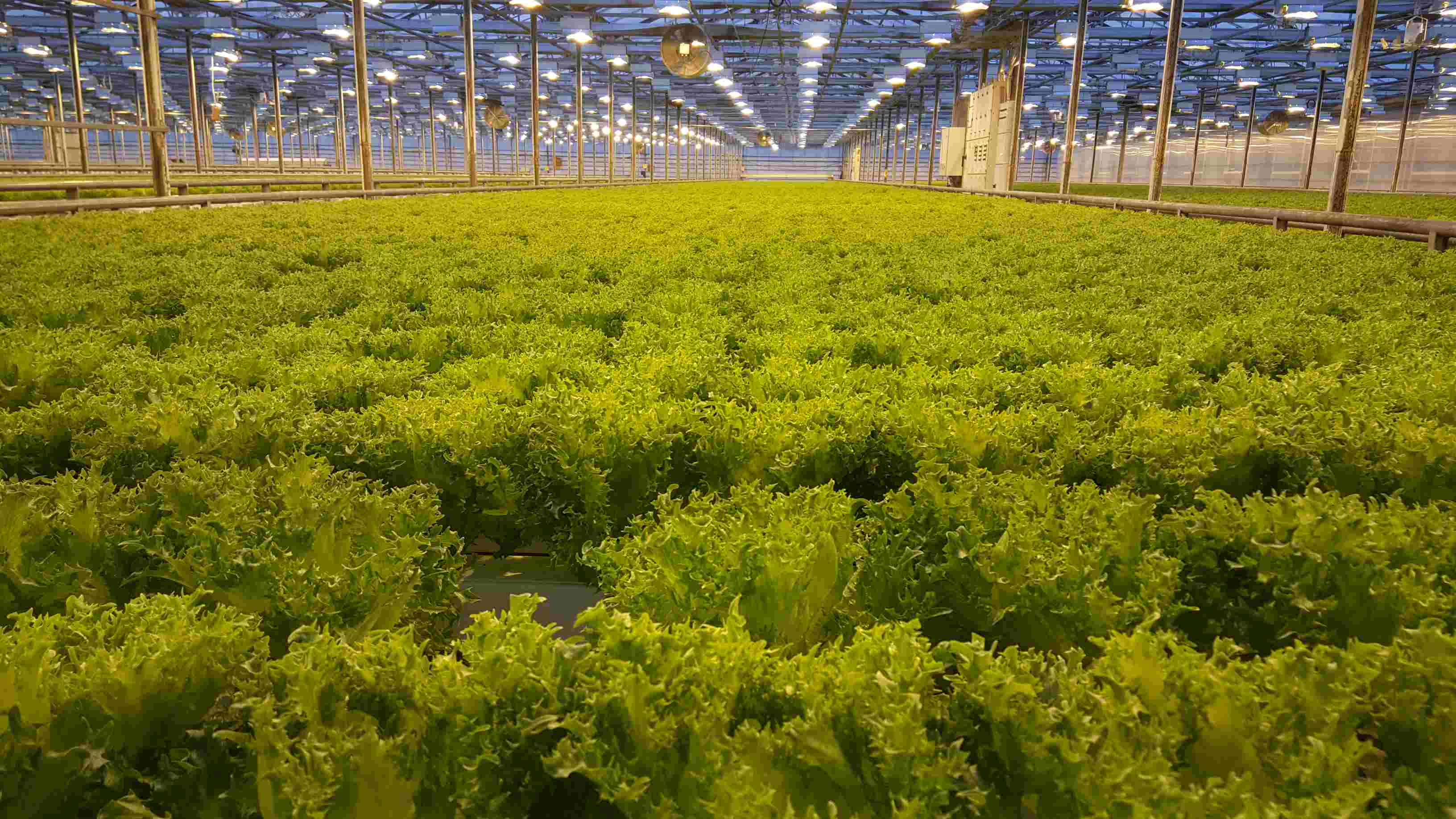 How Long To Grow Lettuce In Hydroponics