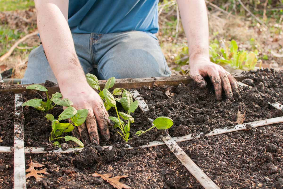 How Much Compost Do I Need Per Square Foot