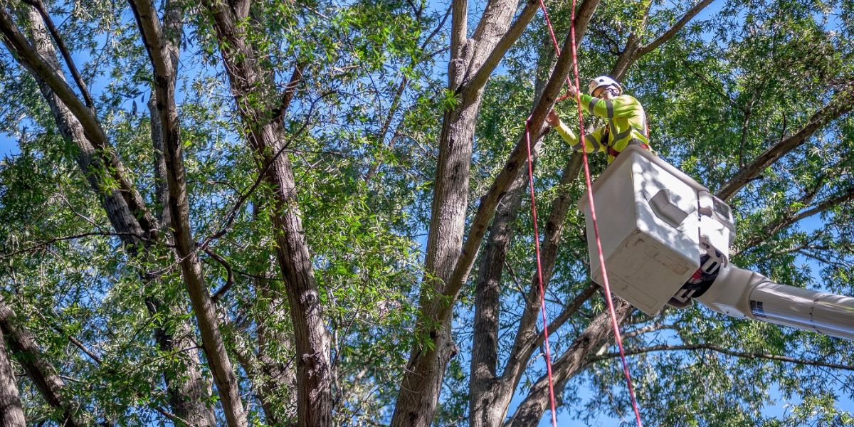 How Much Does Tree Pruning Cost
