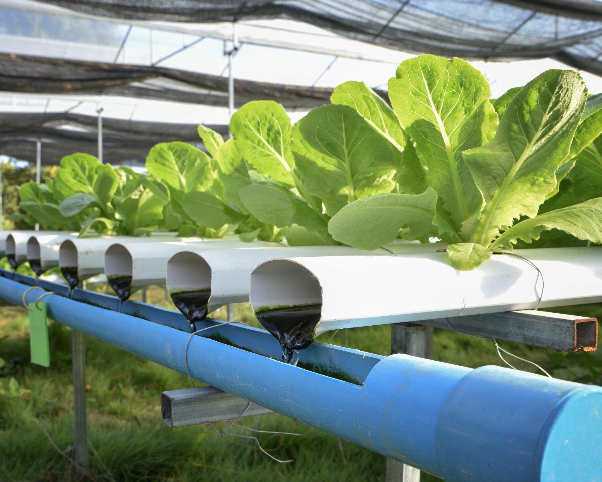 How Much Water Does Hydroponics Save