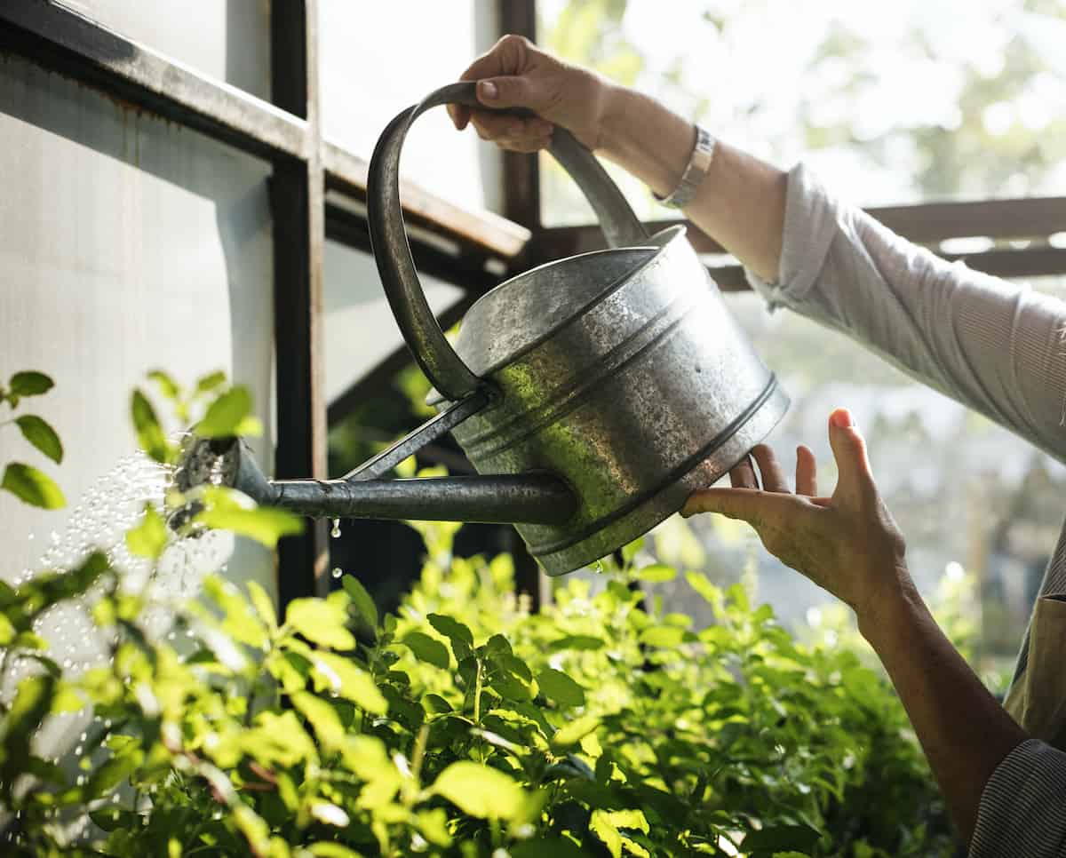 How Often Should You Water Plants In A Greenhouse