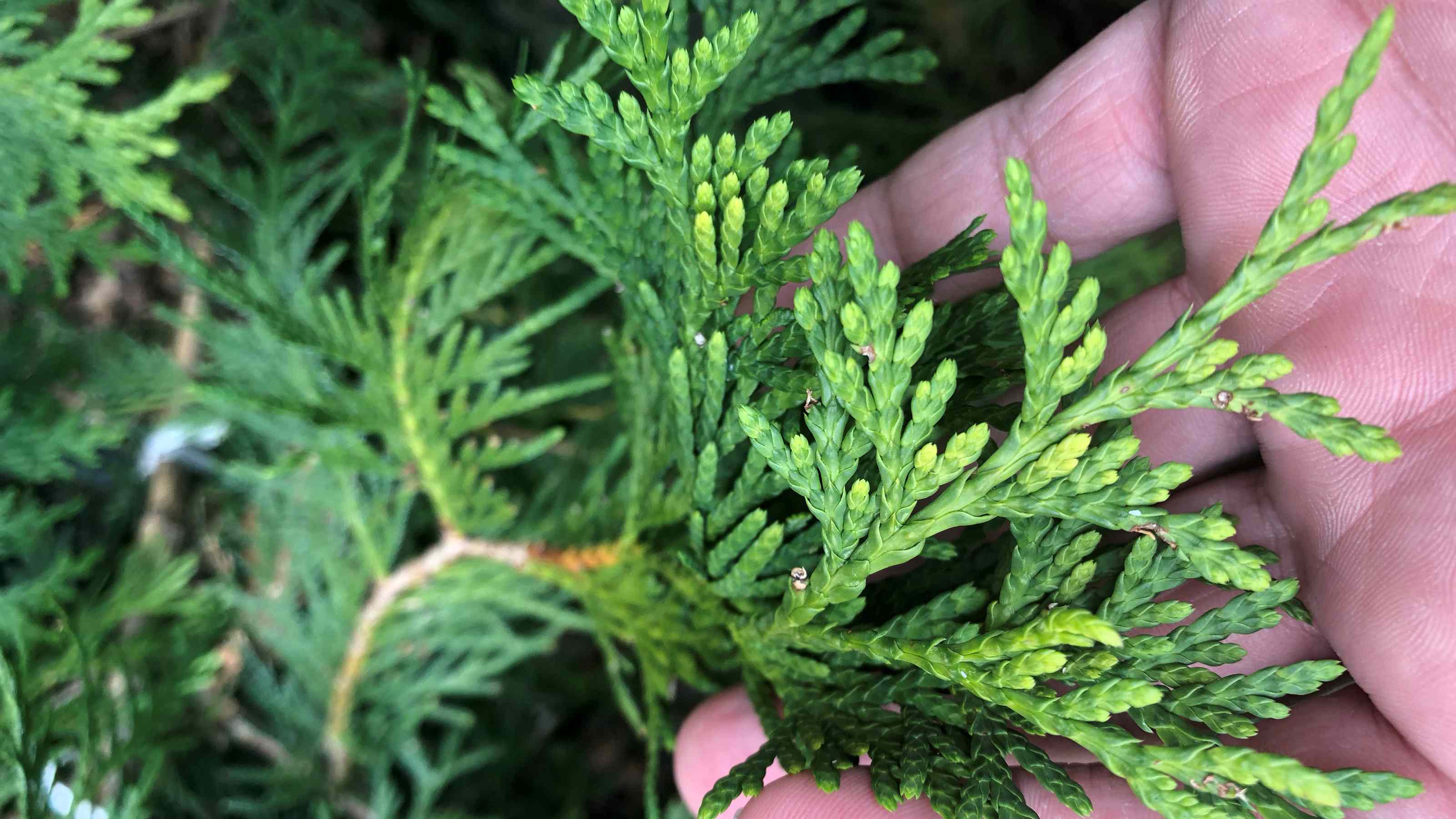 How Often To Water Arborvitae After Planting