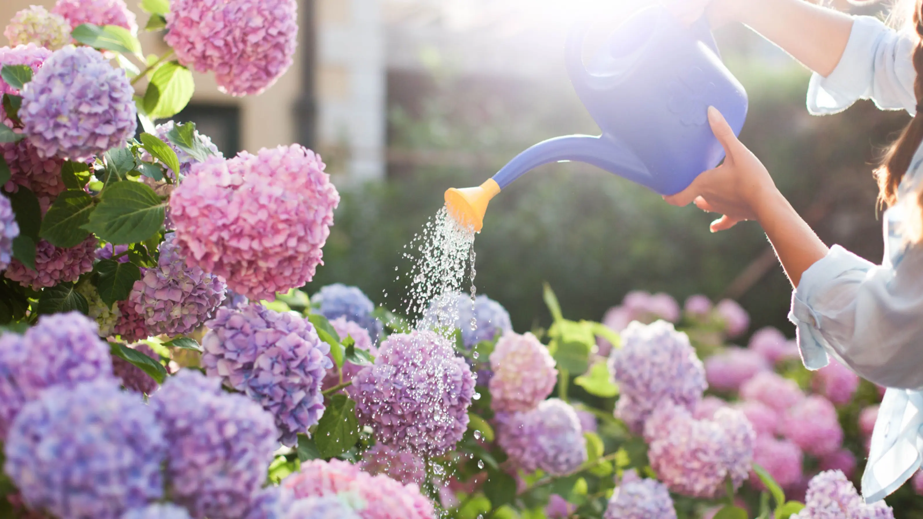 How Often To Water Hydrangeas After Planting