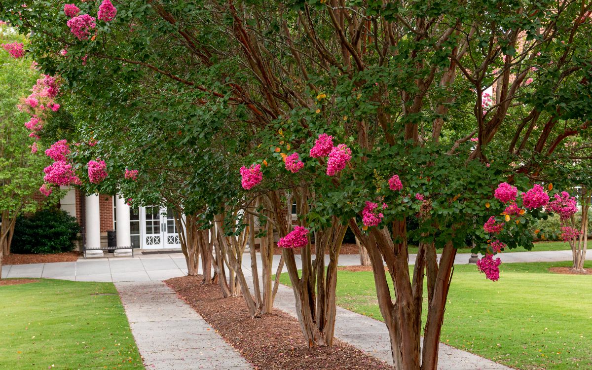 How Old Should A Crape Myrtle Be Before Pruning