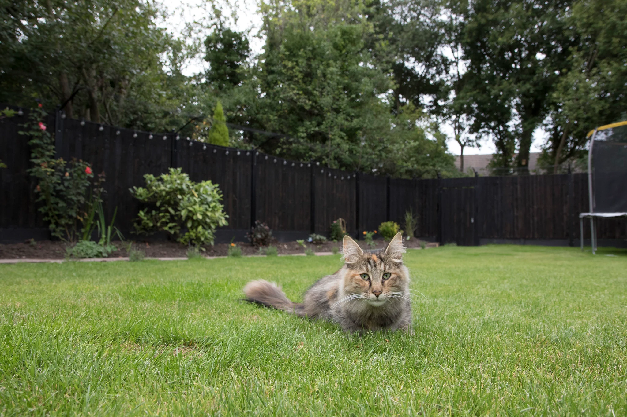How To Cat Proof Backyard