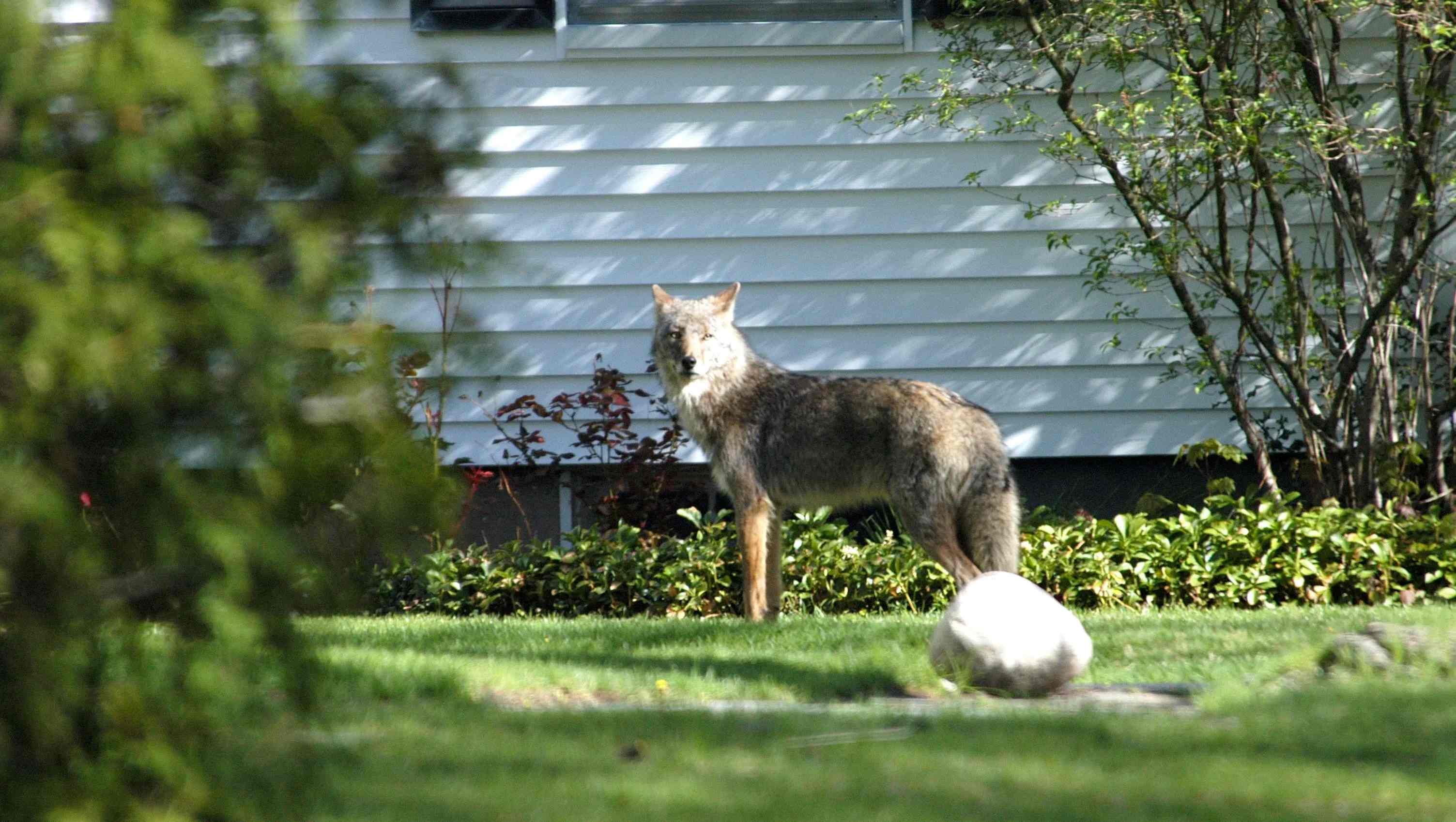 How To Catch A Coyote In Your Backyard