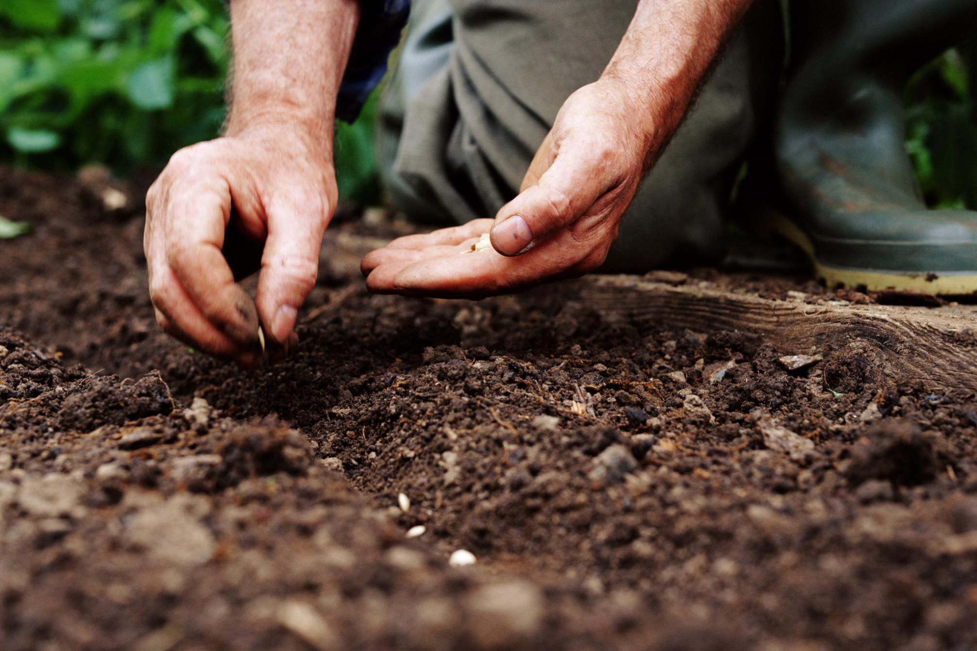 How To Clean Soil Before Planting