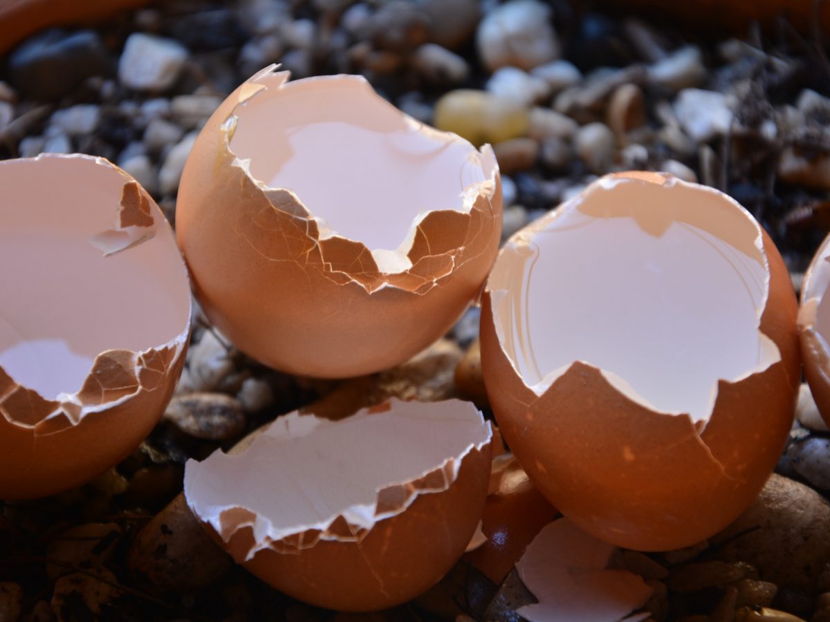 How To Compost Egg Shells
