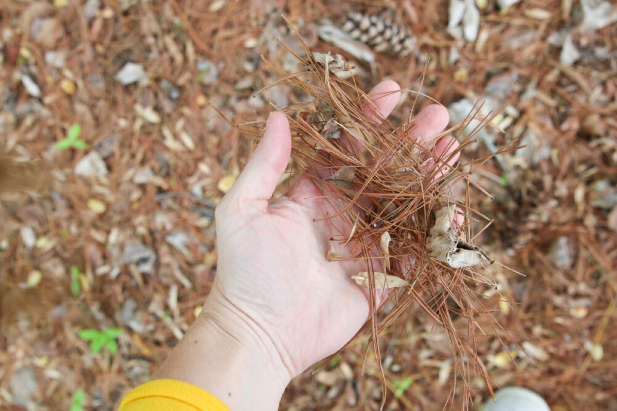 How To Compost Pine Needles Fast