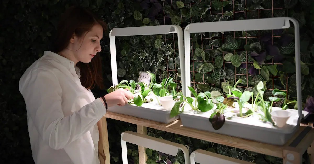 How To Do Hydroponics At Home