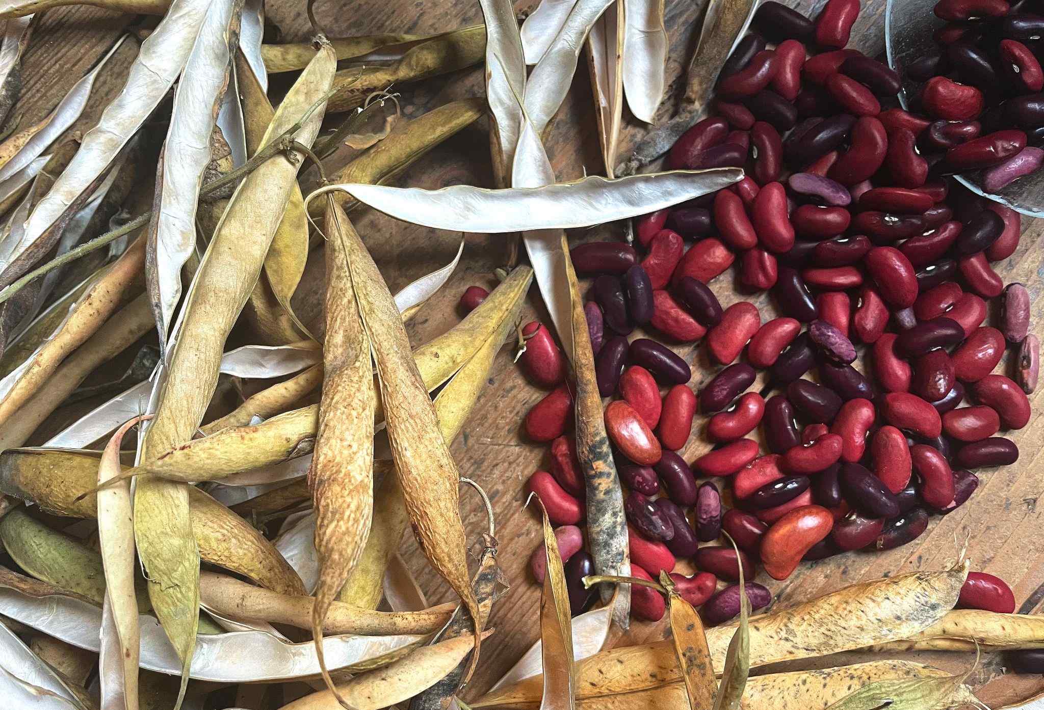 How To Dry Beans For Planting