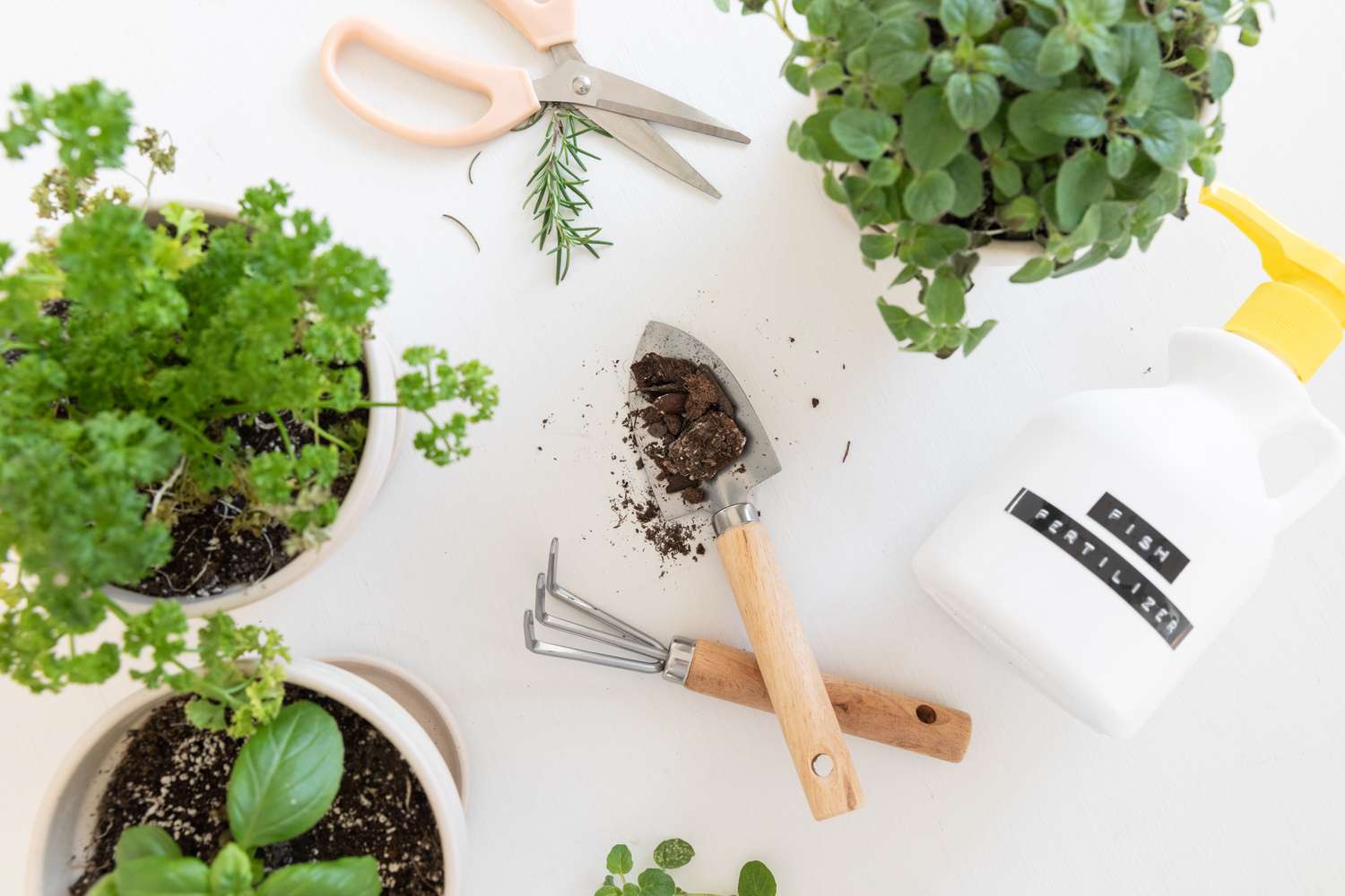 How To Fertilize Herbs