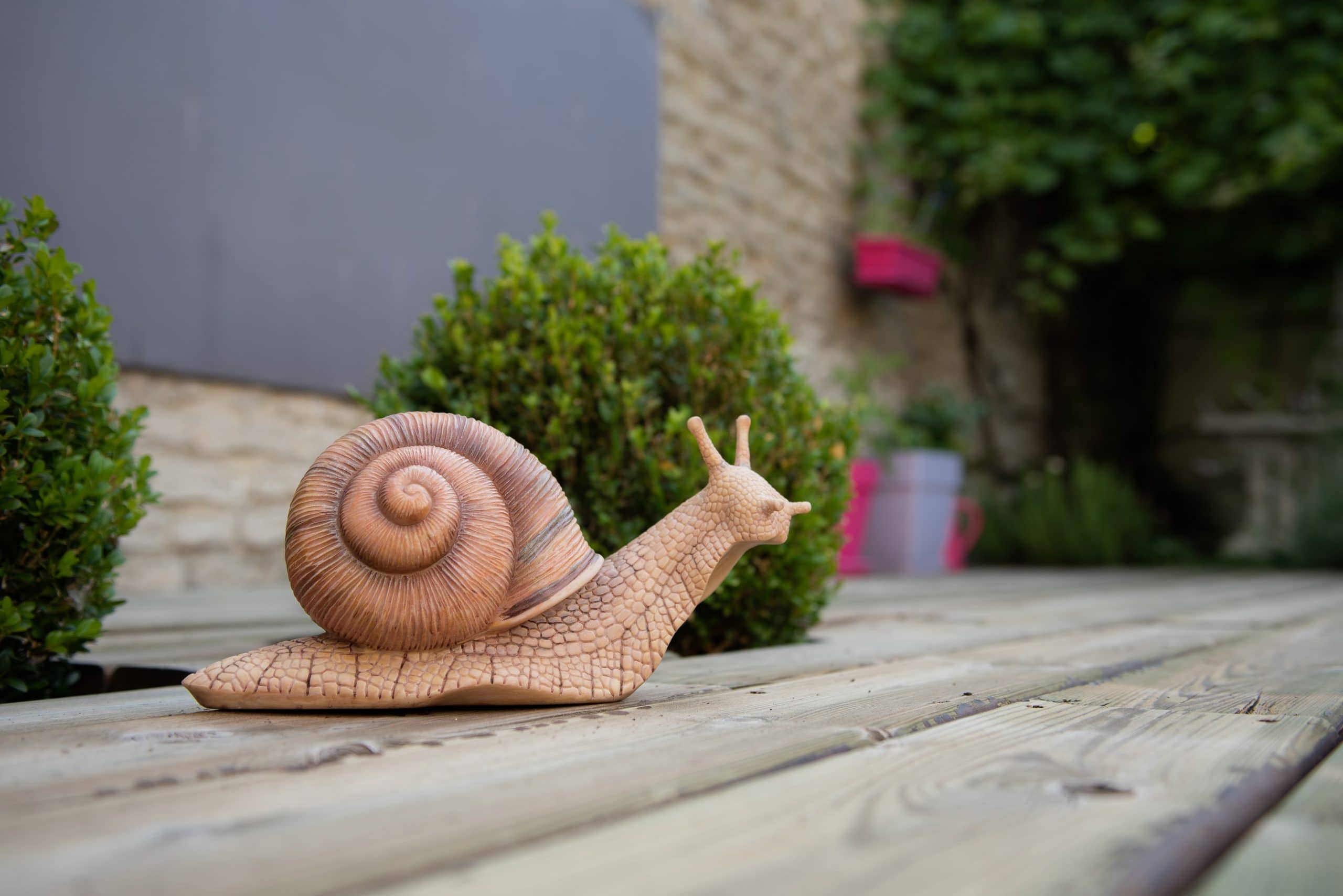 How To Find Snails In Your Backyard