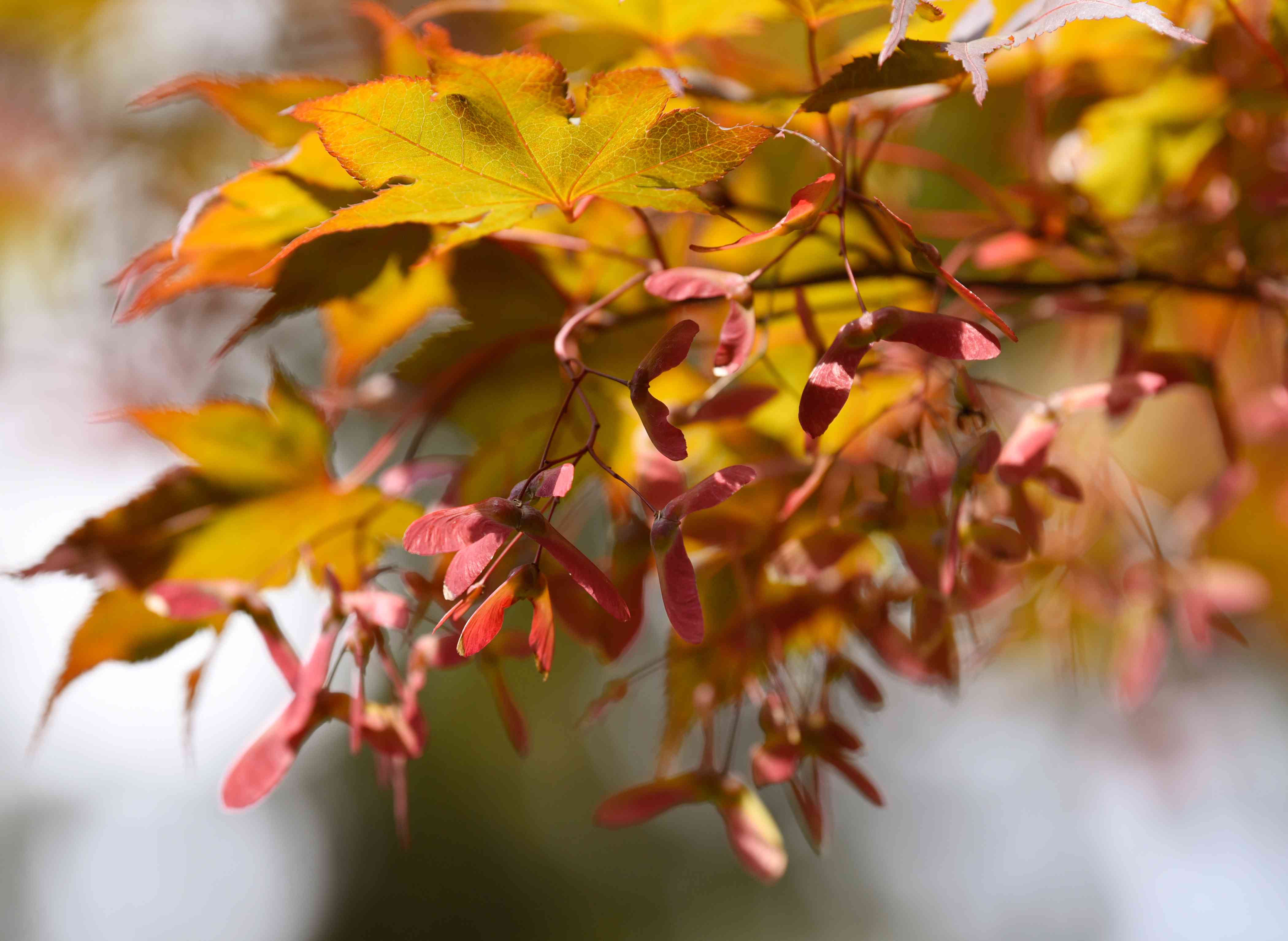 How To Germinate Japanese Maple Seeds