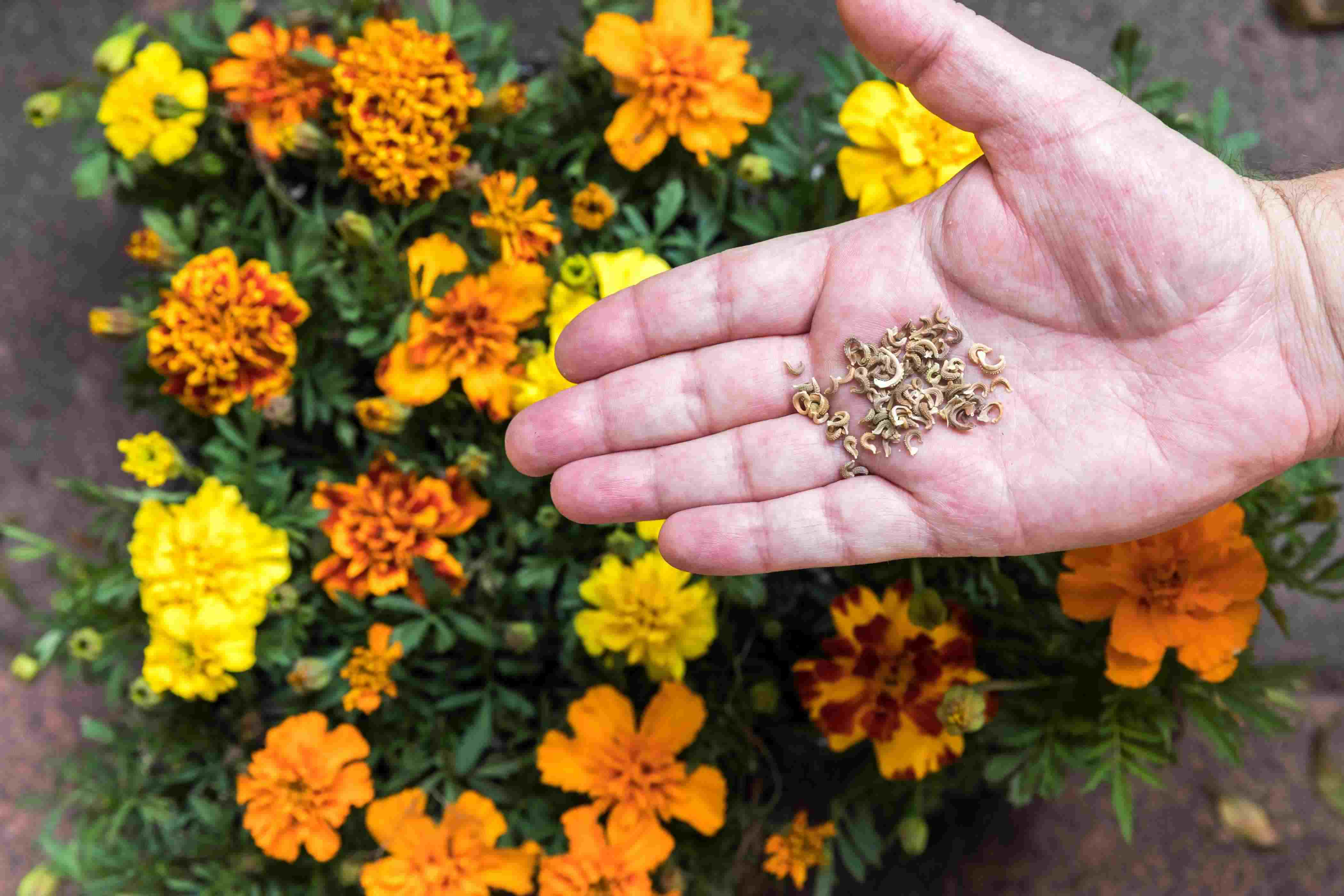 How To Germinate Marigold Seeds