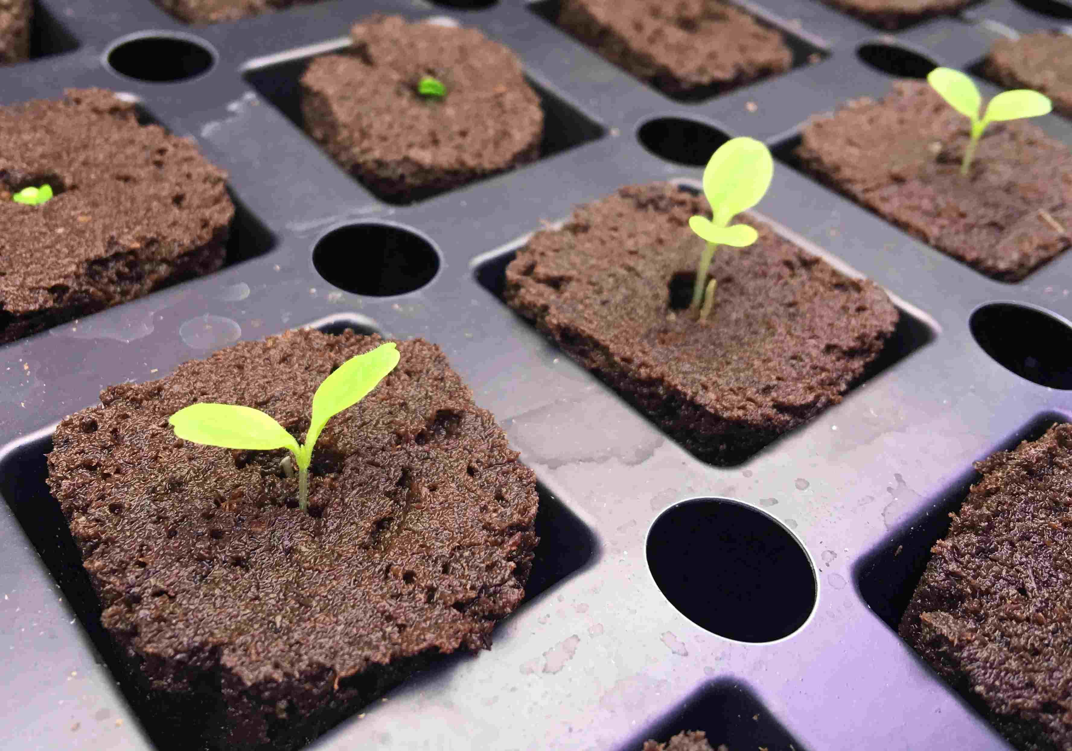 How To Germinate Seeds For Hydroponics With Rockwool