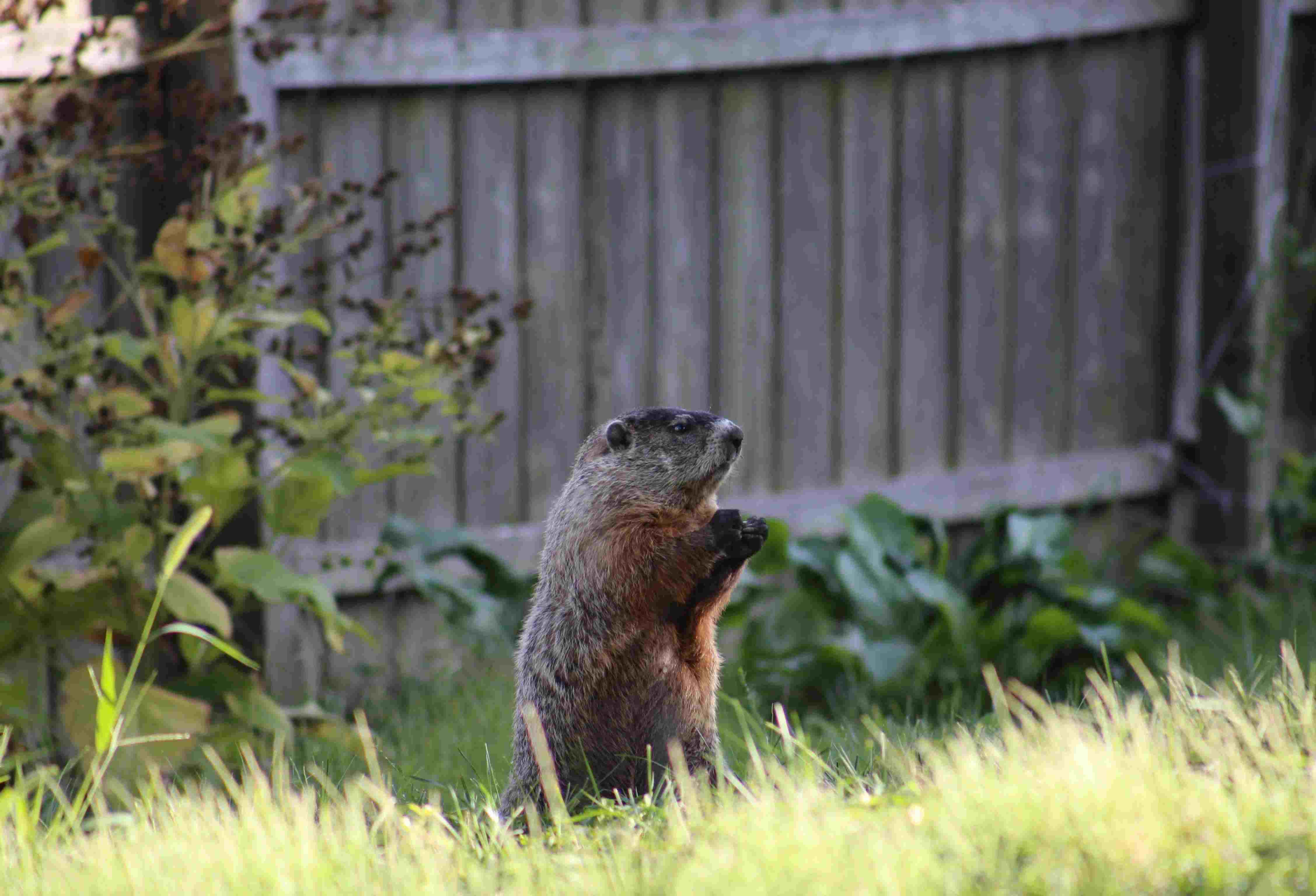 How To Get Rid Of A Groundhog In Your Backyard