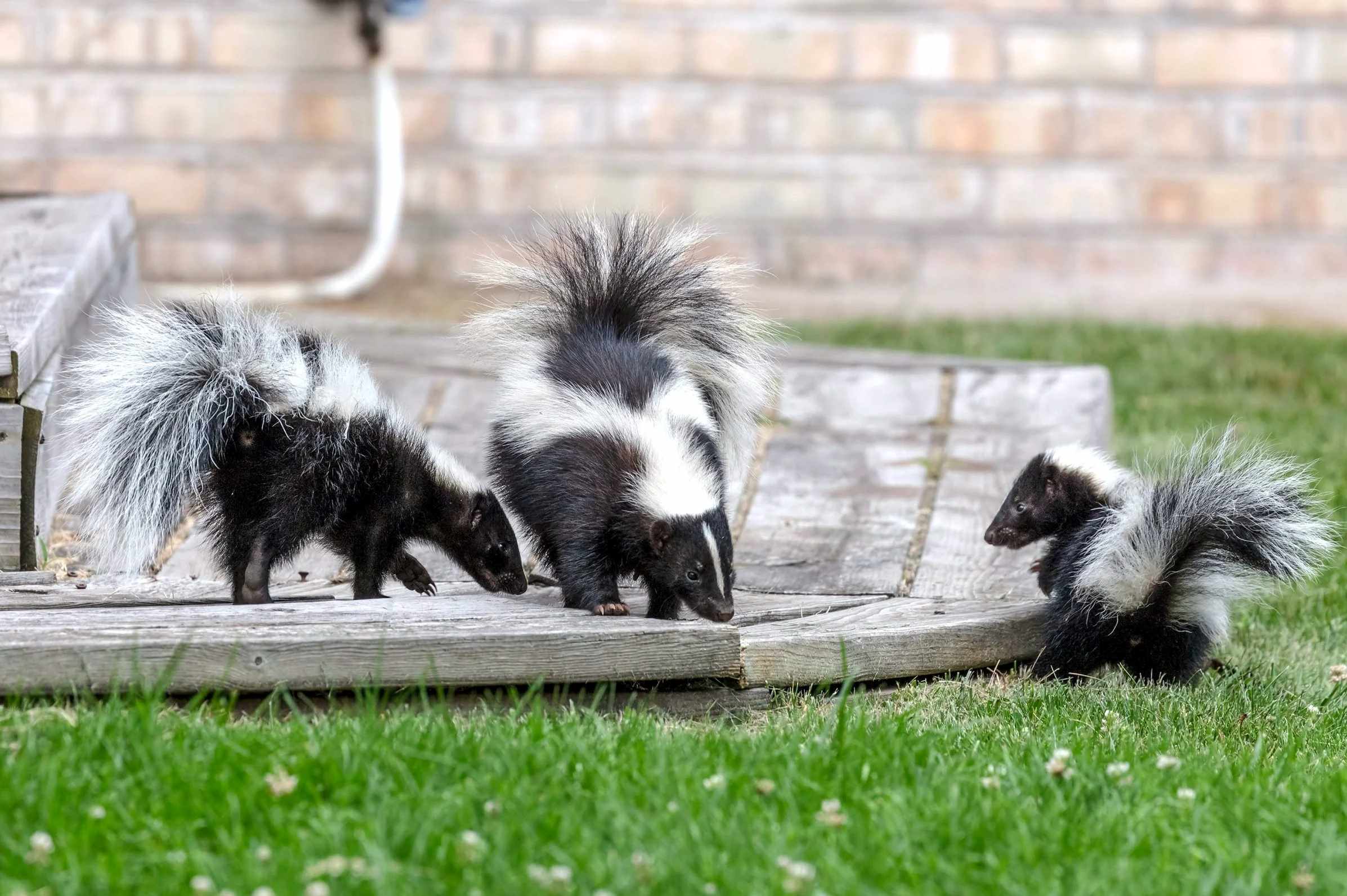 How To Get Rid Of A Skunk In Your Backyard