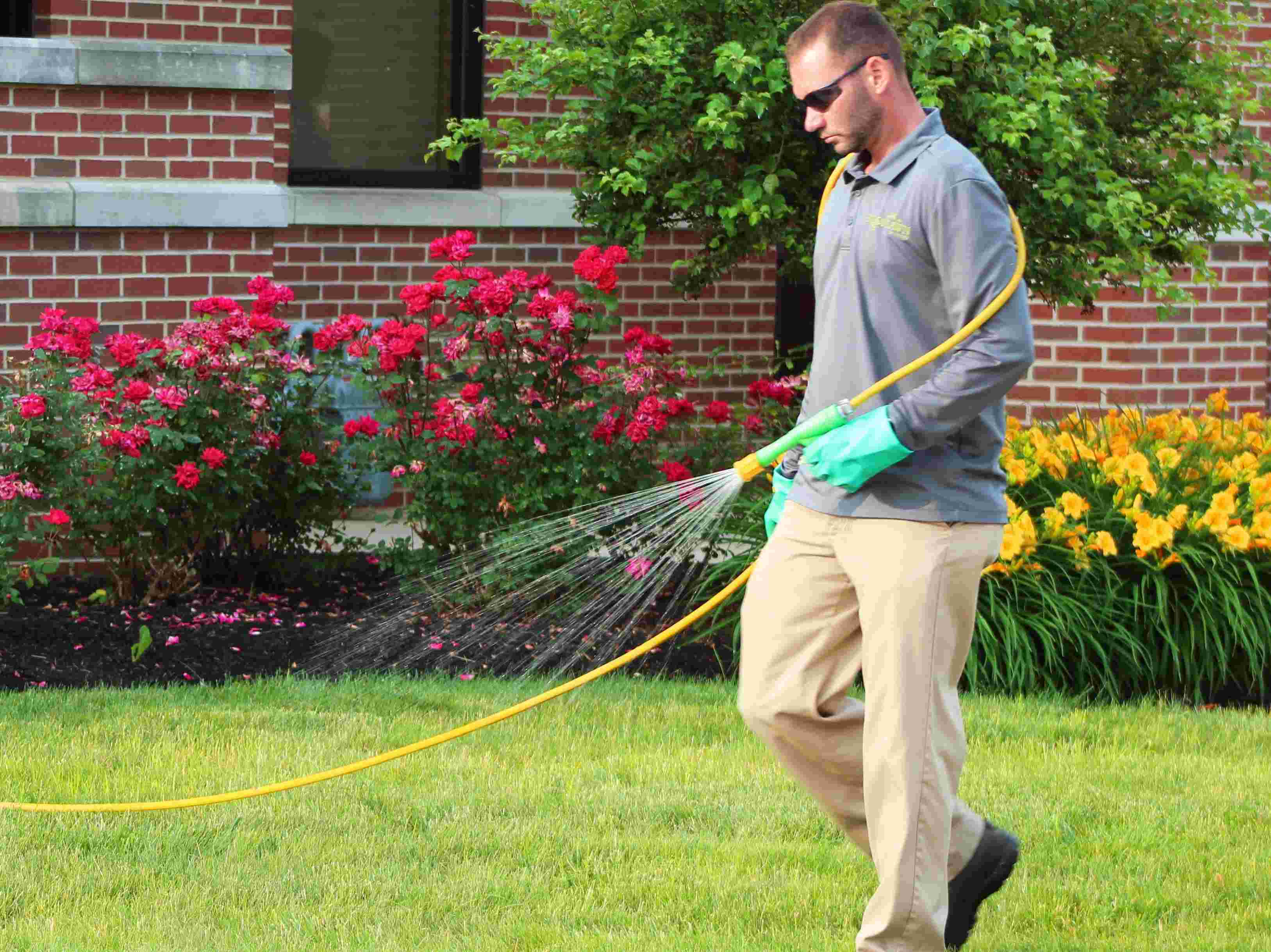 How To Get Rid Of Gnats In Backyard