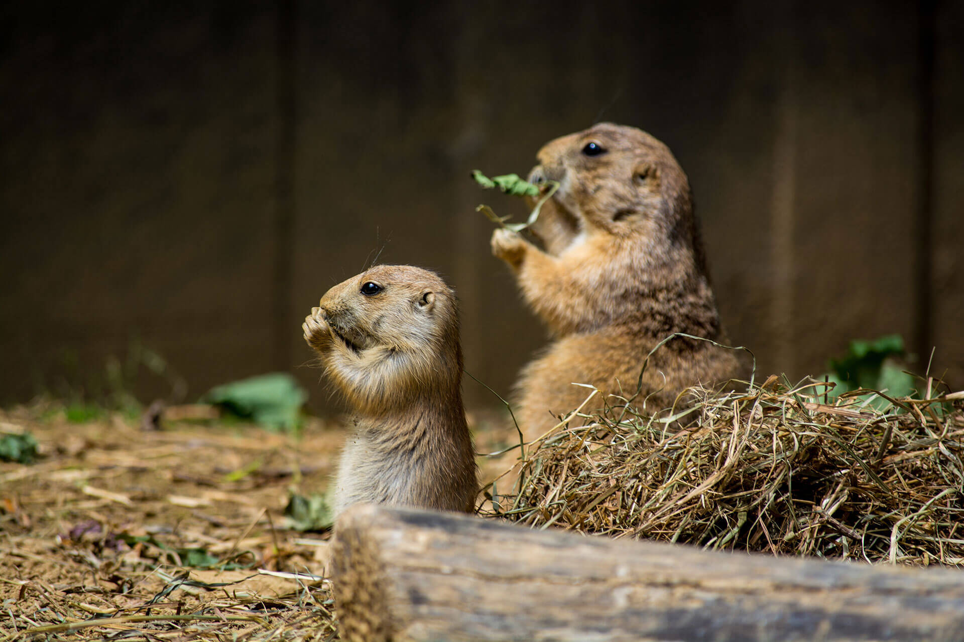 How To Get Rid Of Gophers In Your Backyard
