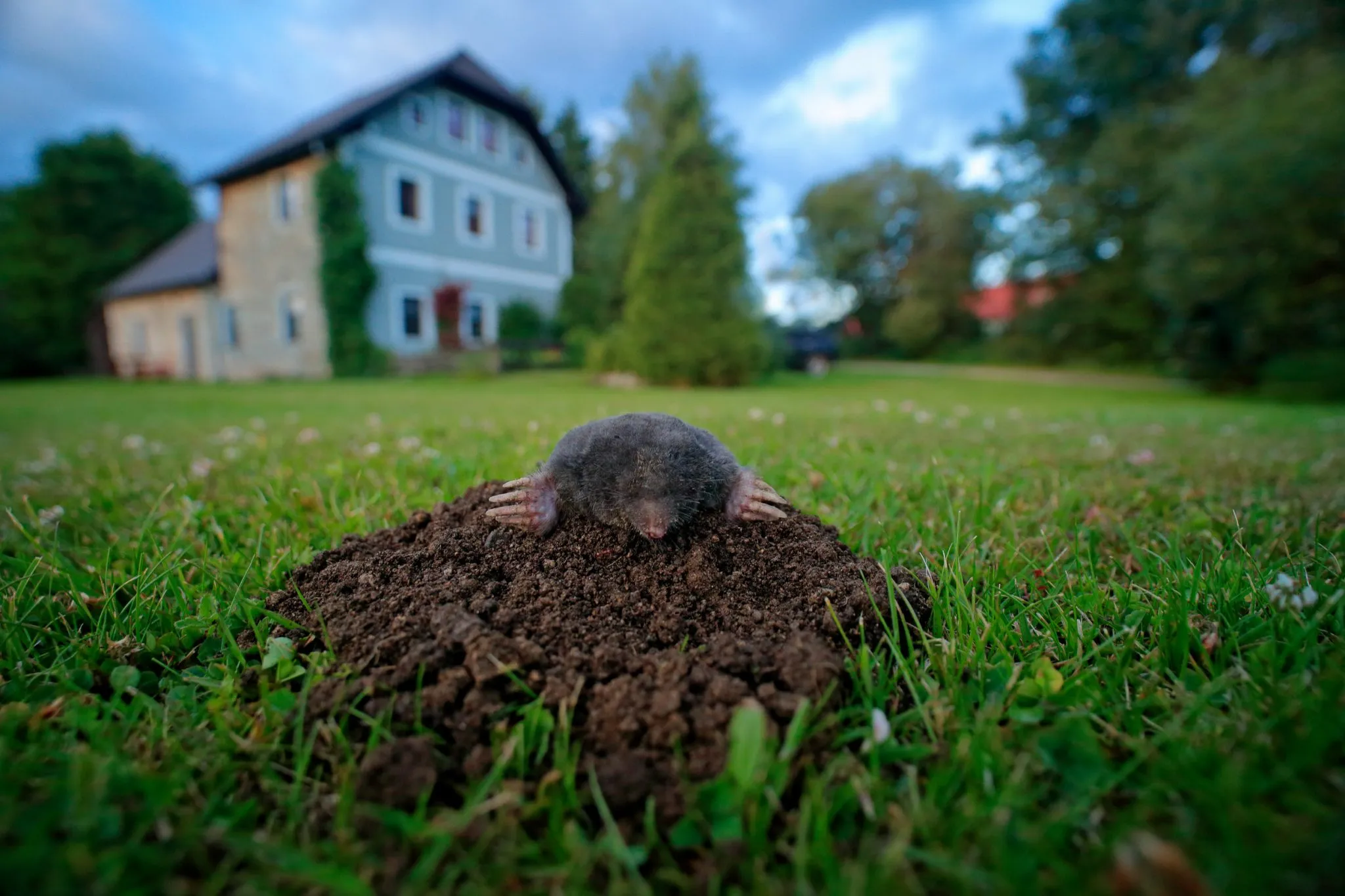 How To Get Rid Of Moles In The Backyard