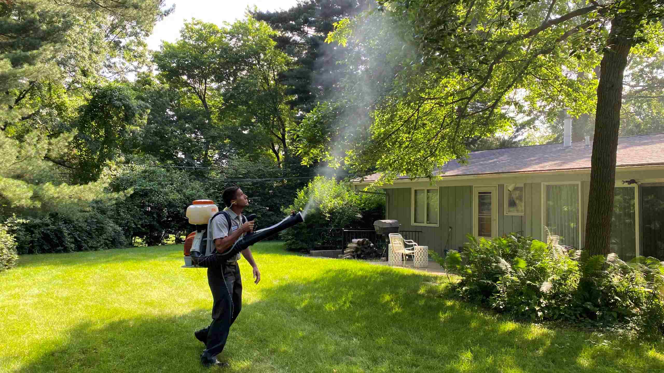 how-to-get-rid-of-mosquitoes-in-the-backyard-chicago-land-gardening