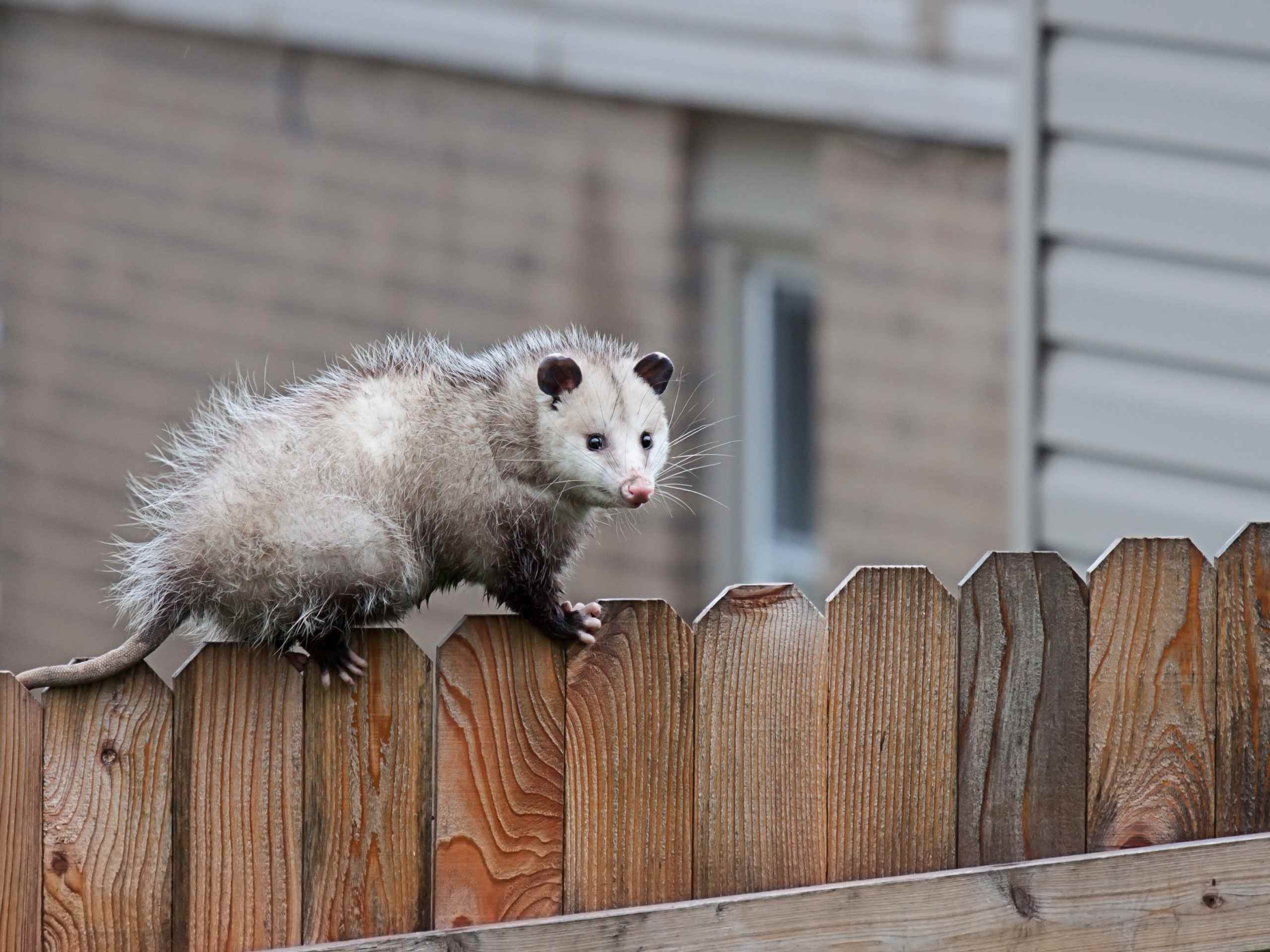 How To Get Rid Of Possums In Your Backyard