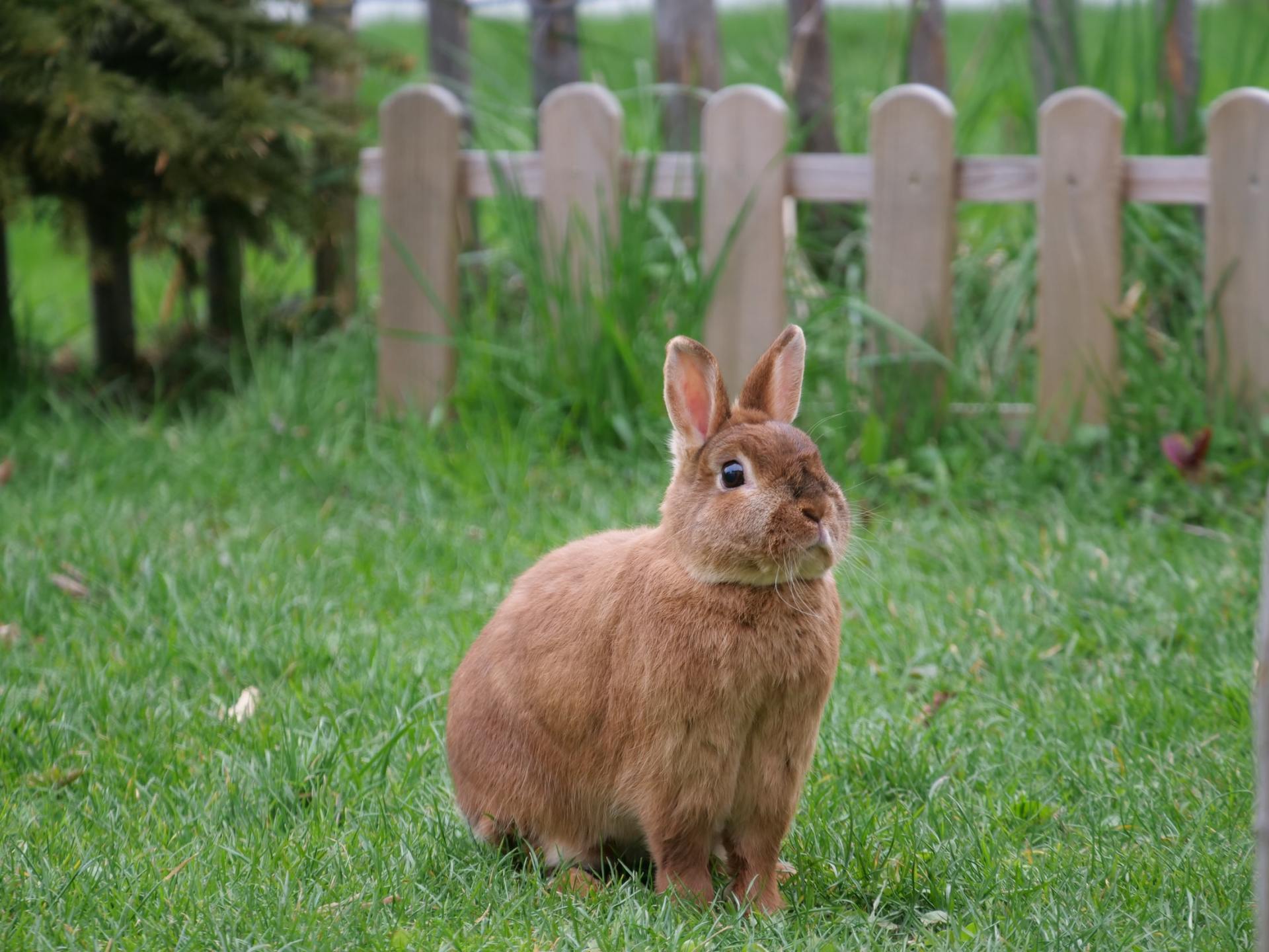 How To Get Rid Of Rabbits In My Backyard