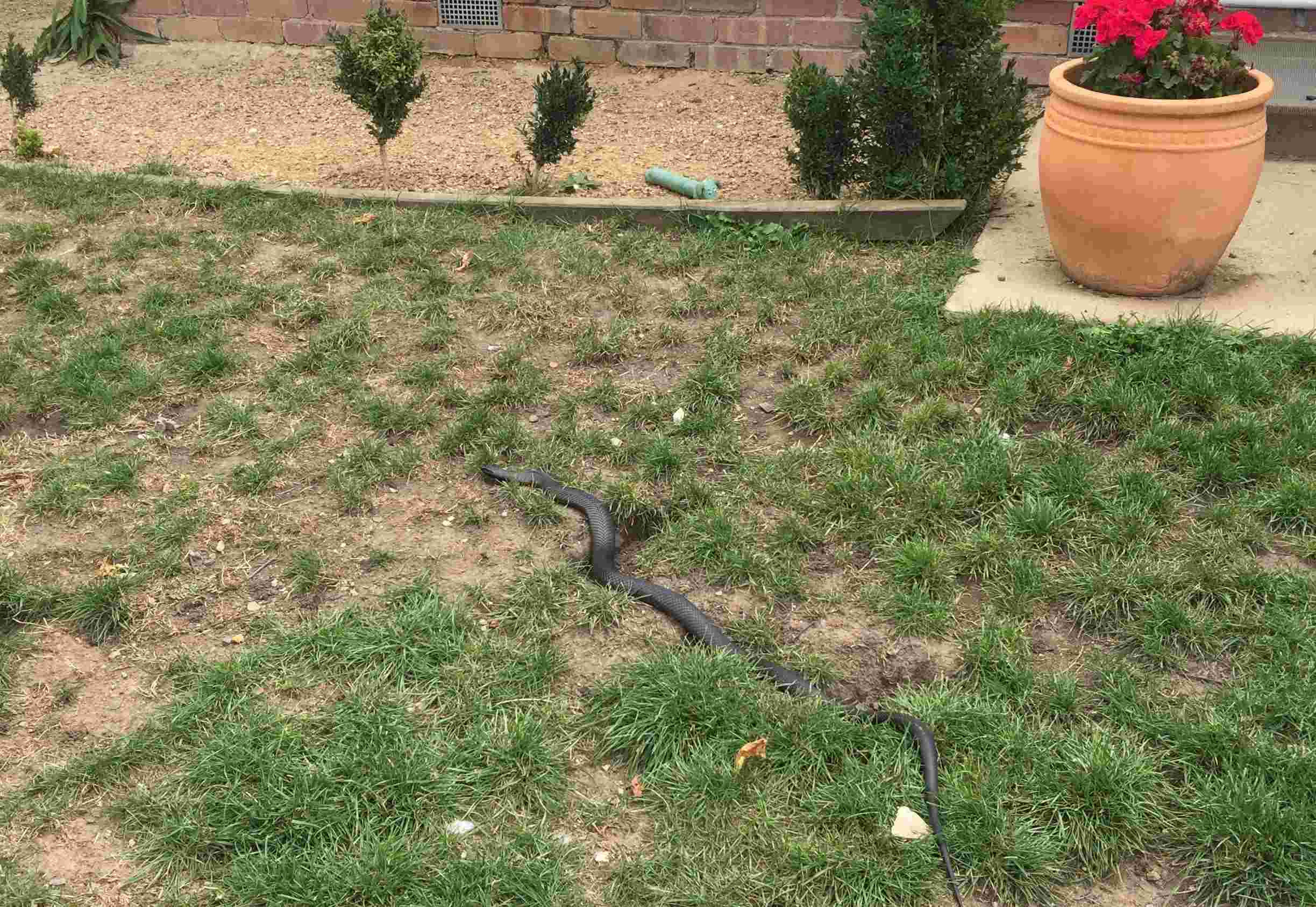 How To Get Rid Of Snakes In Your Backyard