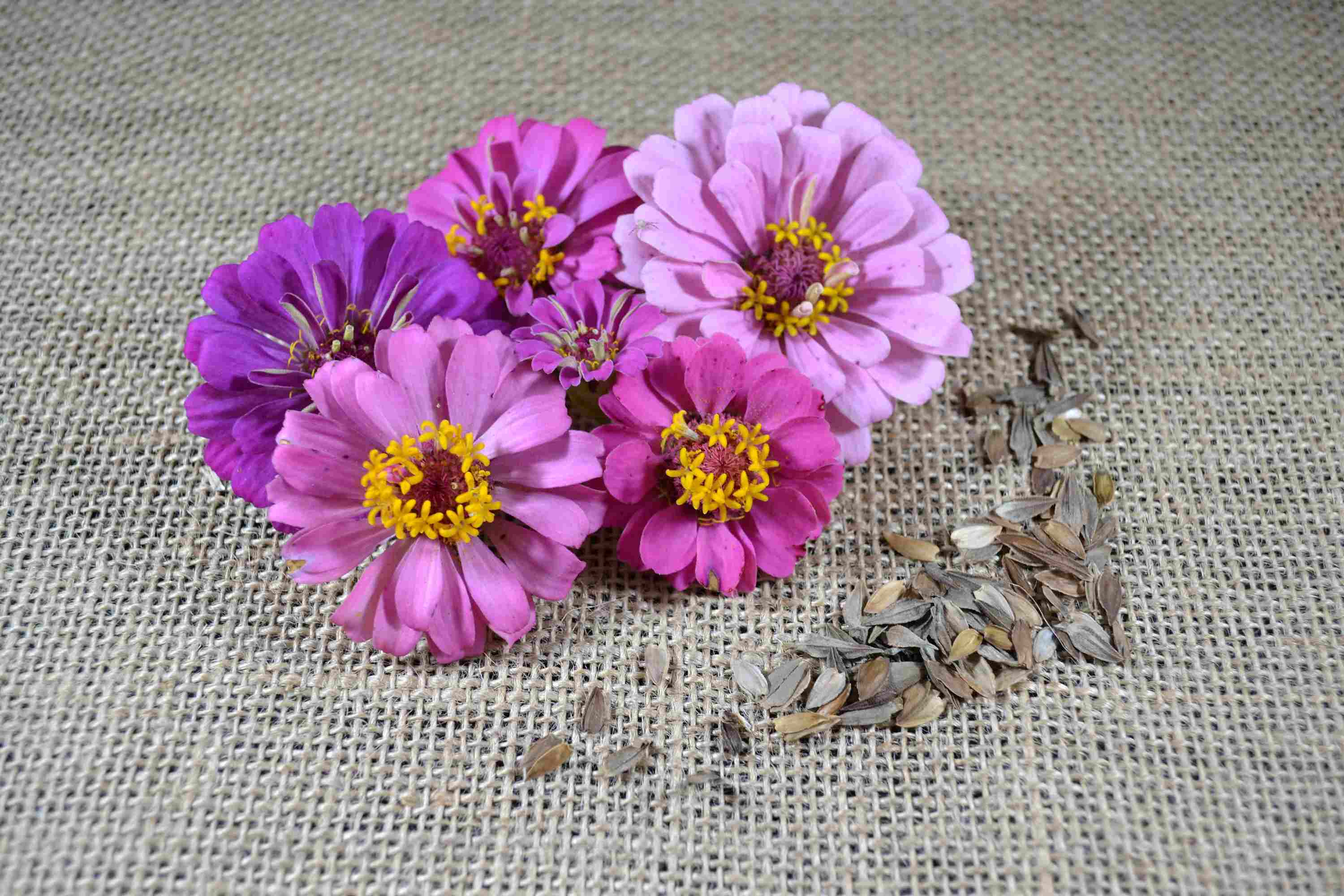How To Get Seeds From Zinnias