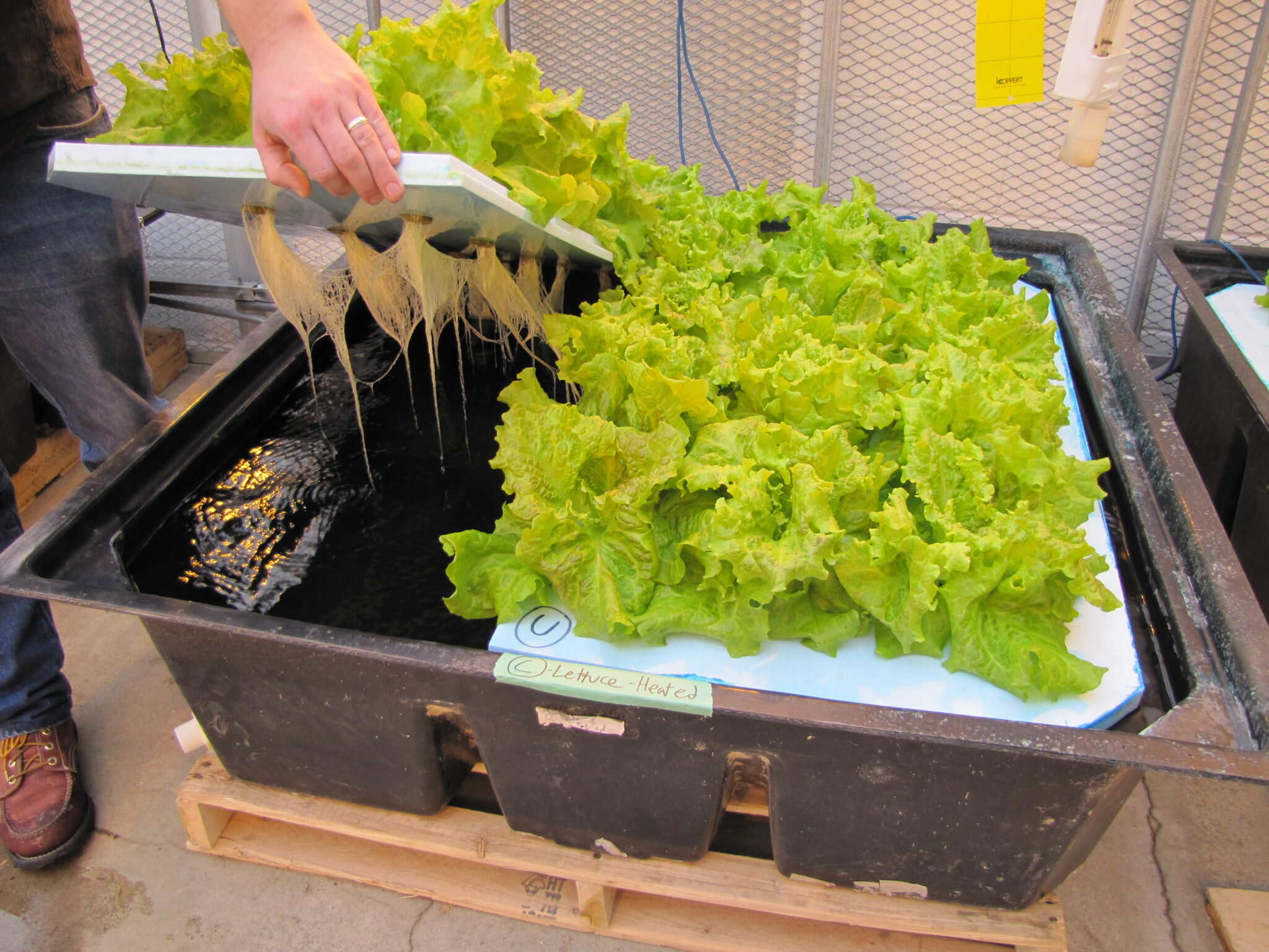 How To Get Started In Hydroponics
