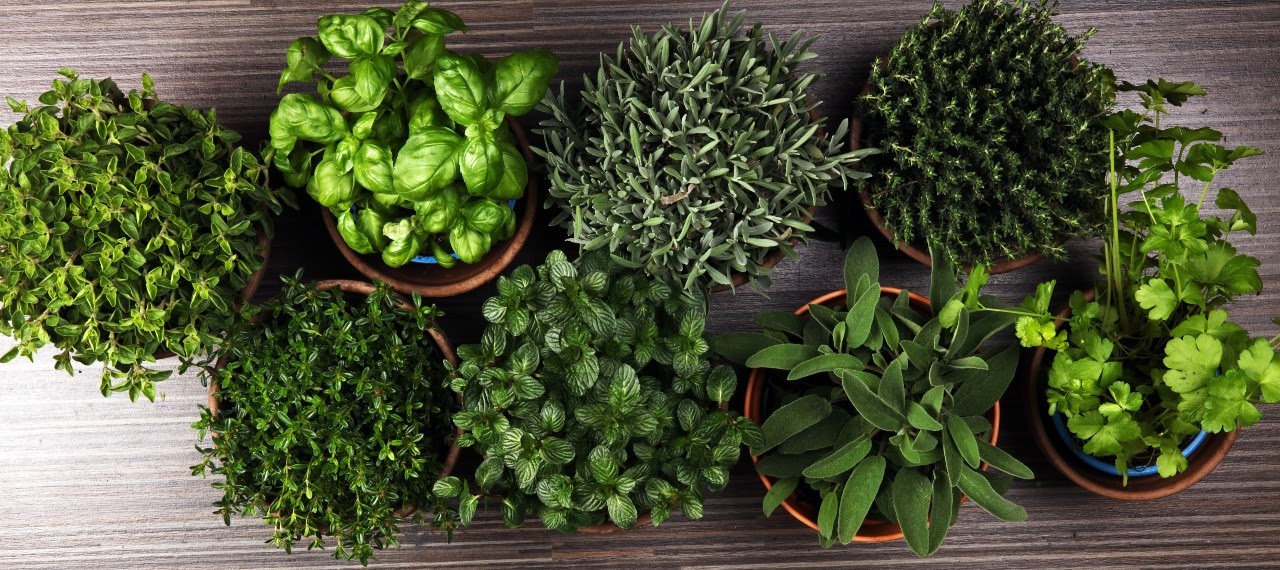 How To Grow Fresh Herbs