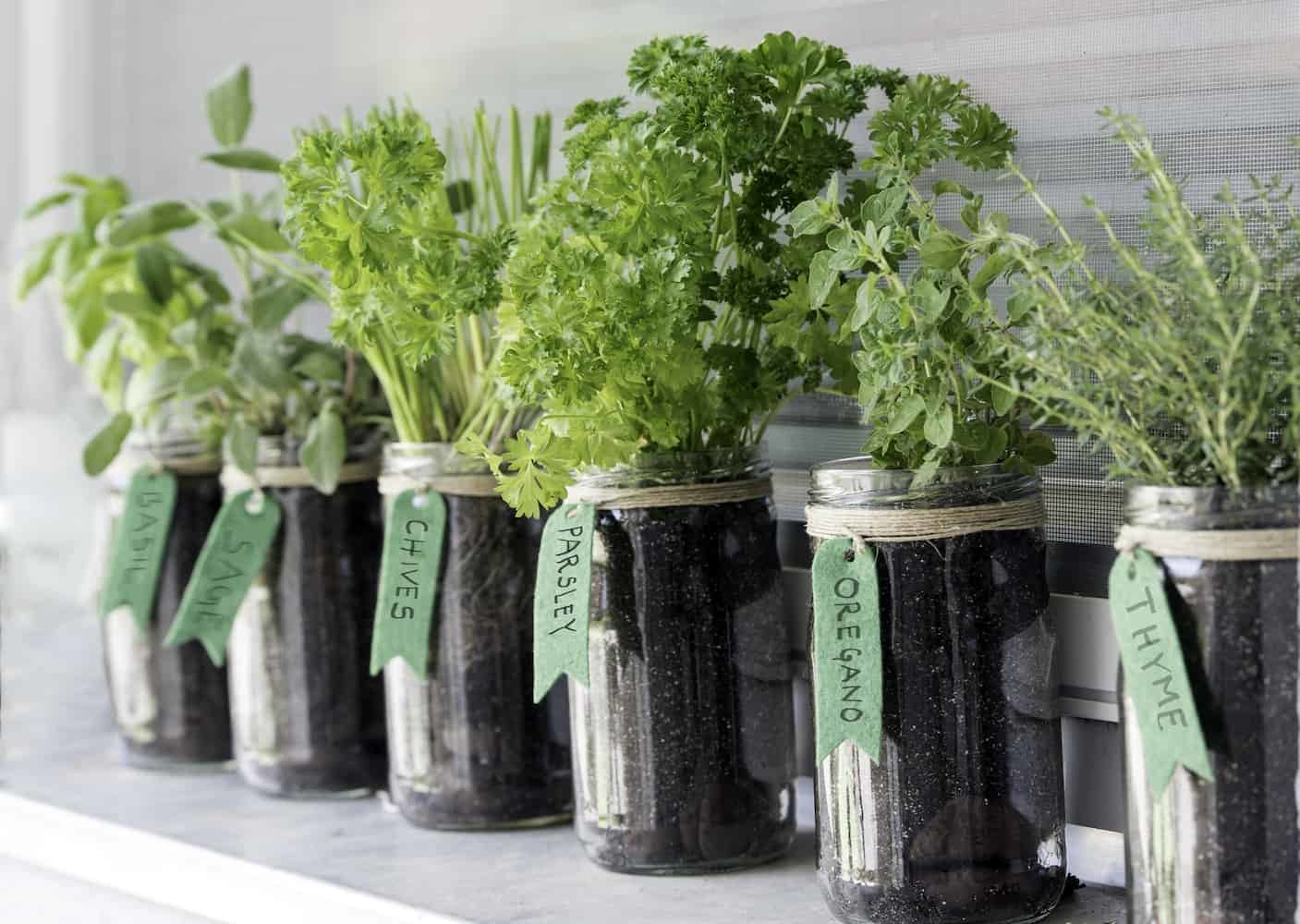 How To Grow Herbs In An Apartment