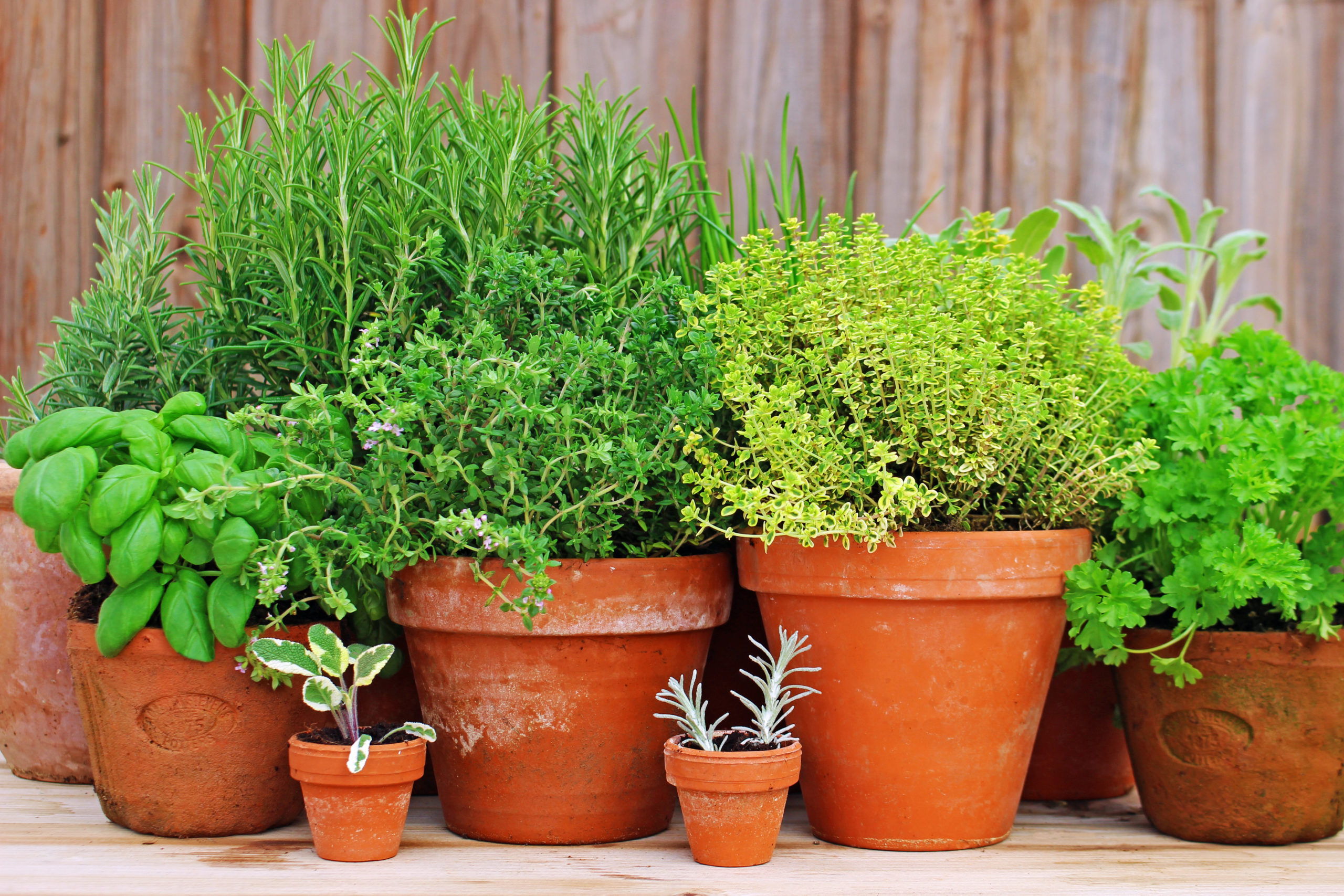 How To Grow Herbs In Pots