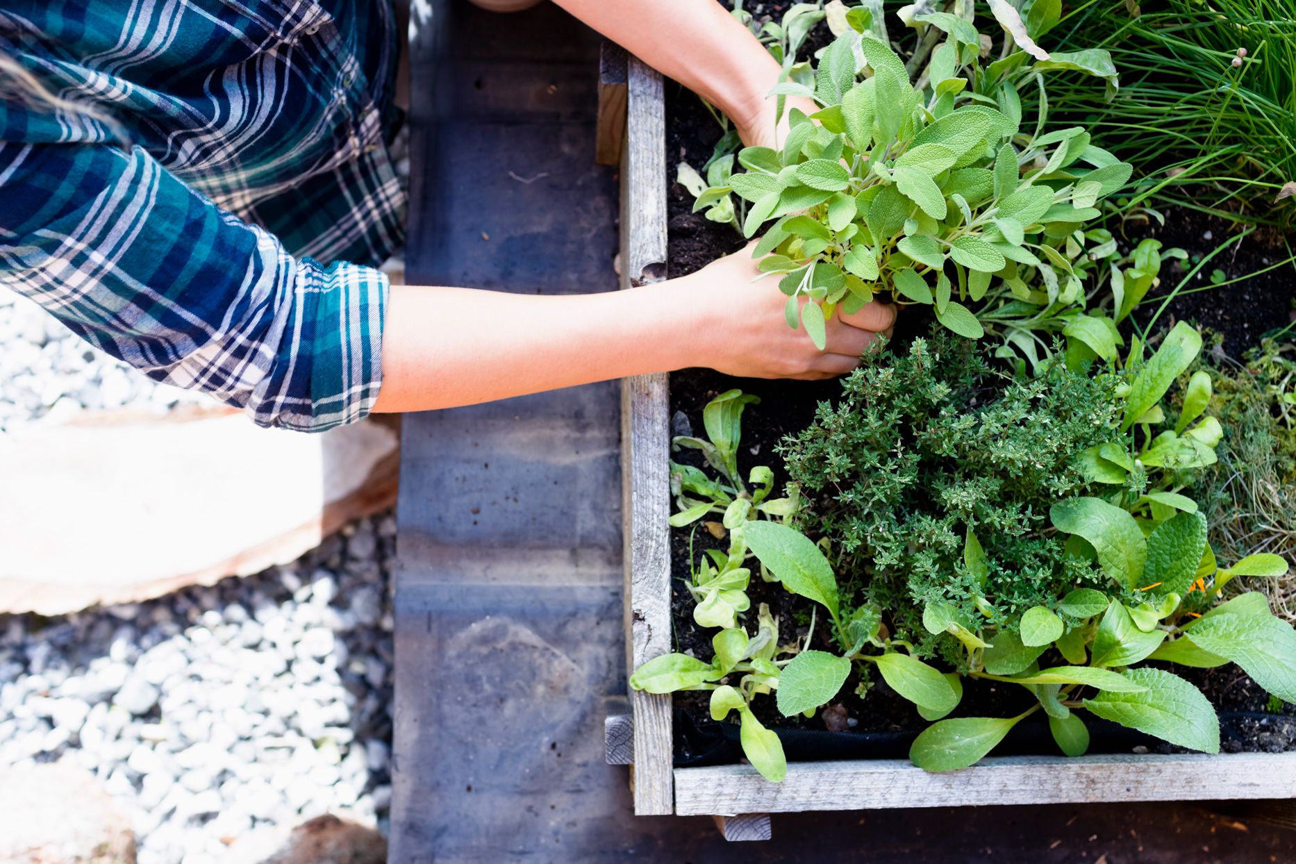 How To Grow Herbs In The Garden