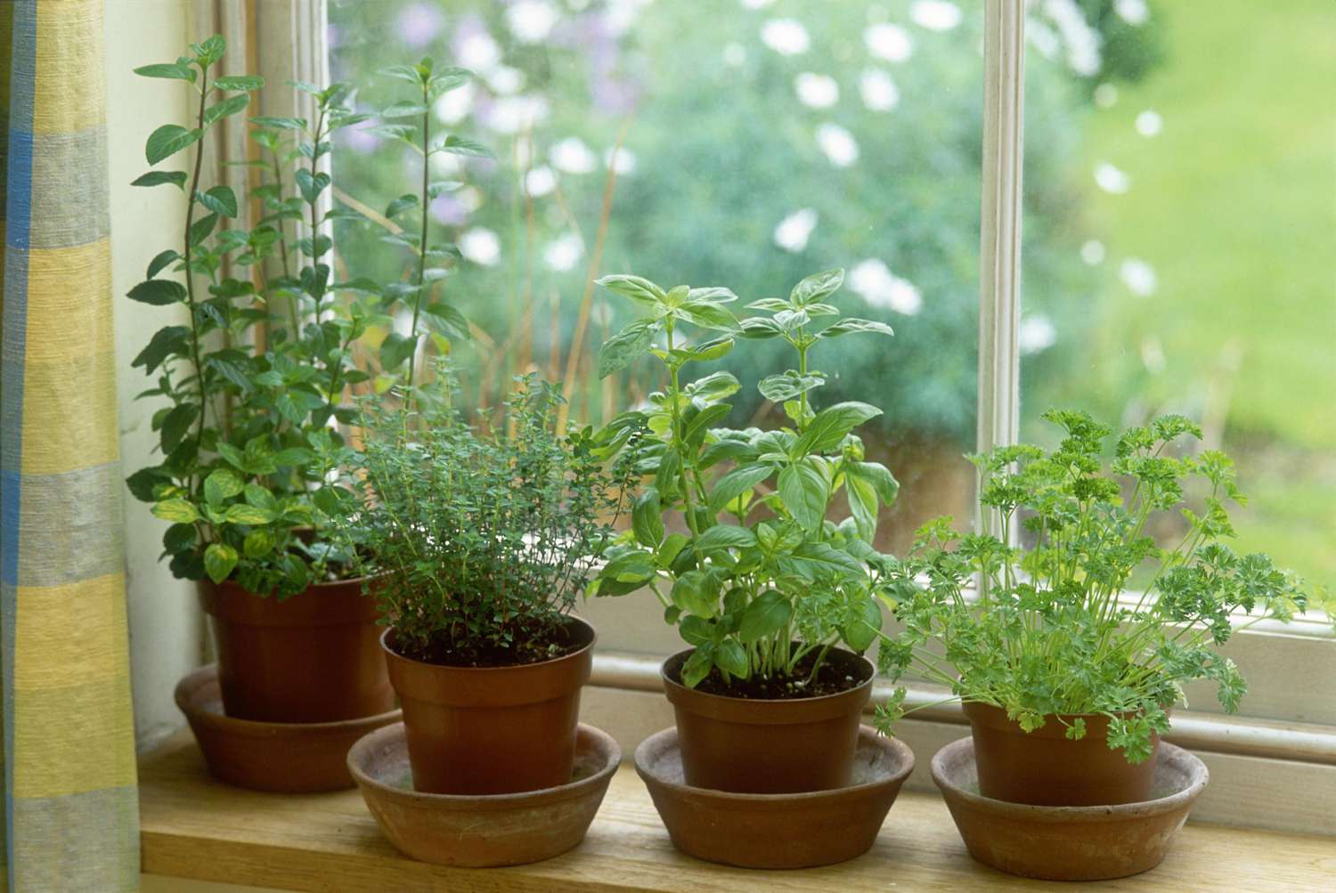 How To Grow Herbs In Winter