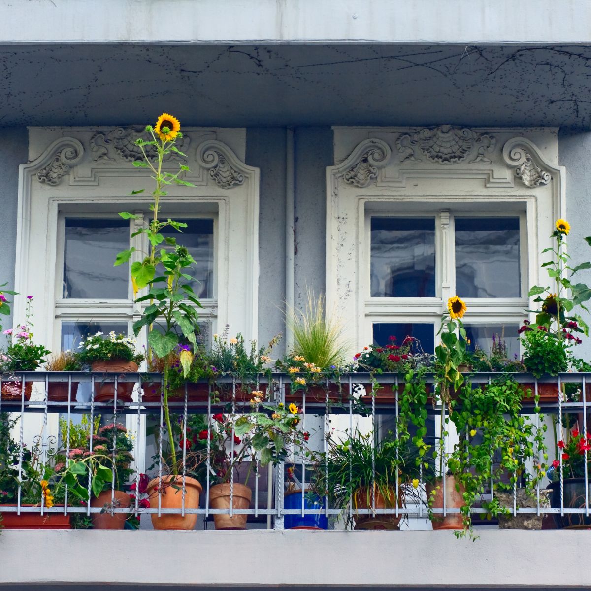 How To Grow Herbs On A Balcony