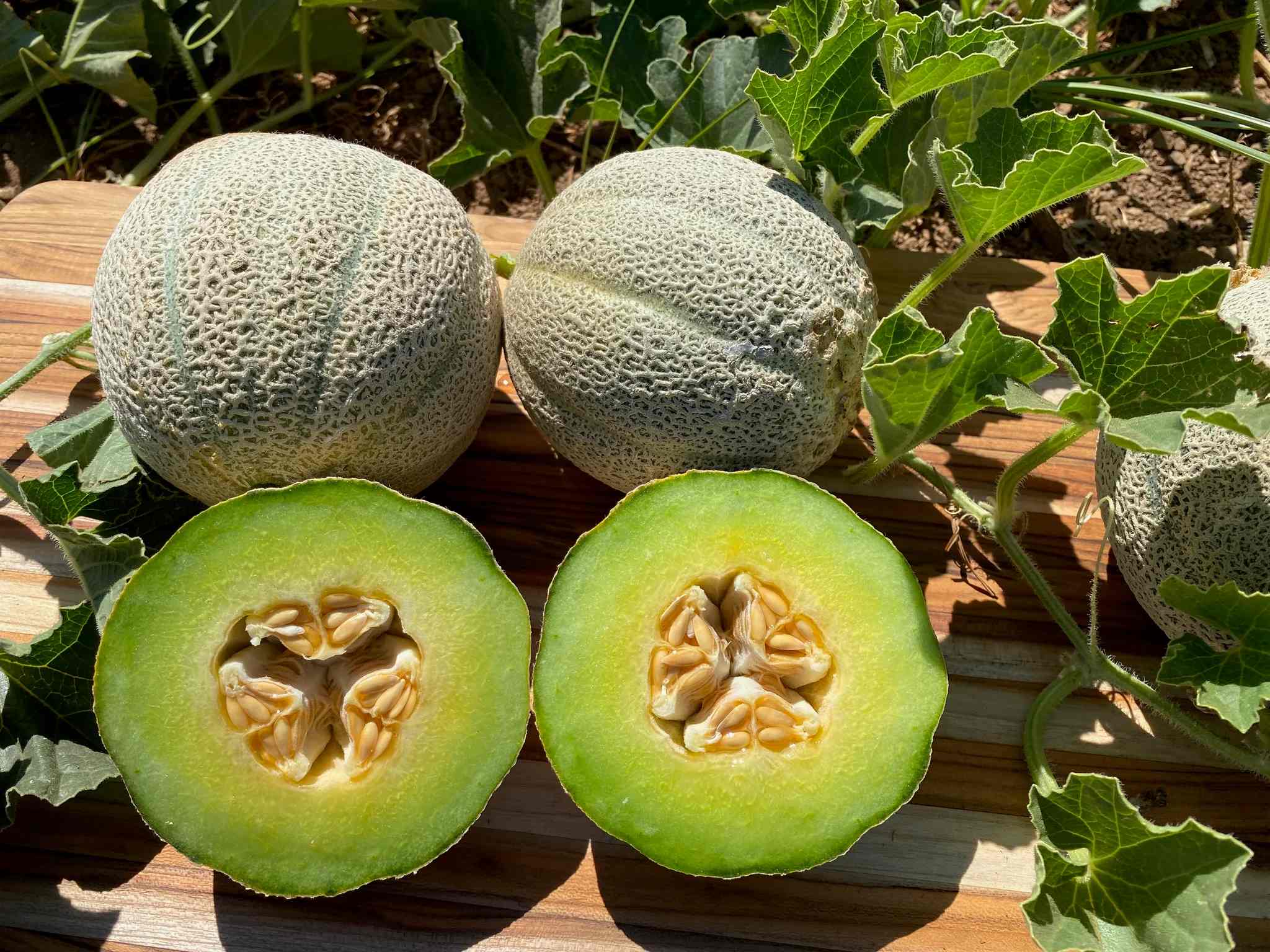 How To Grow Melon Seeds