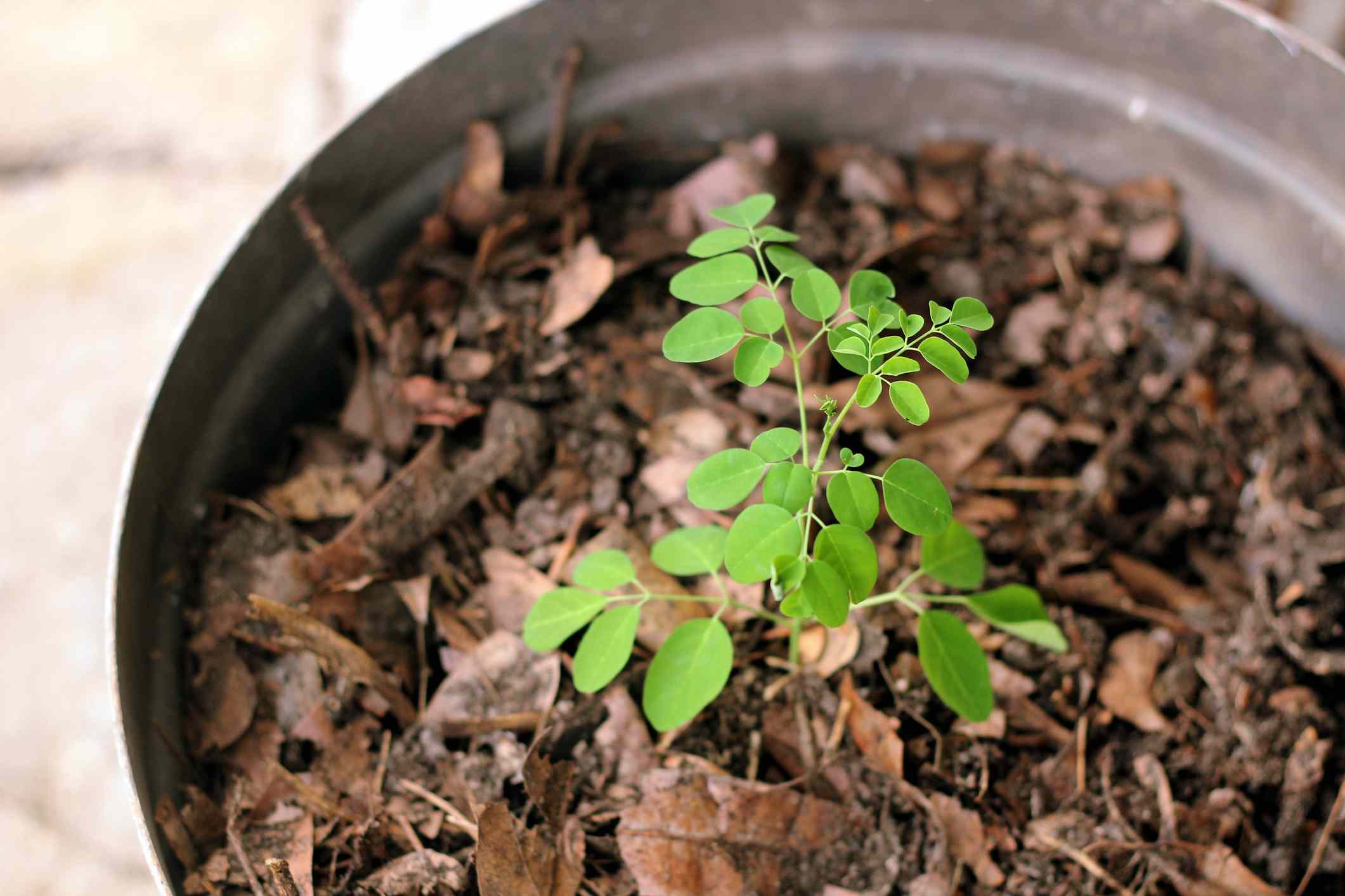 How To Grow Moringa From Seeds