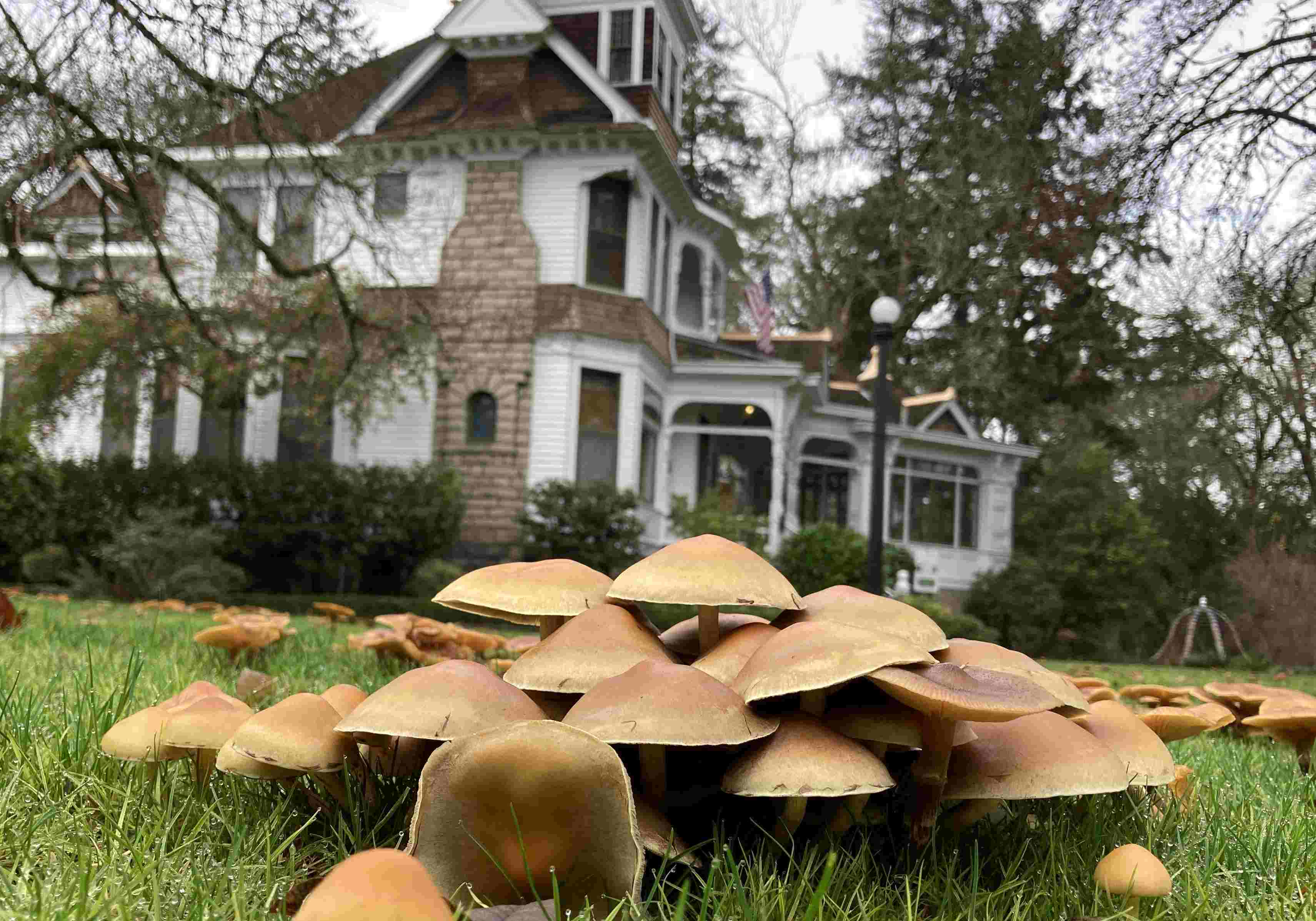How To Grow Mushrooms In Your Backyard