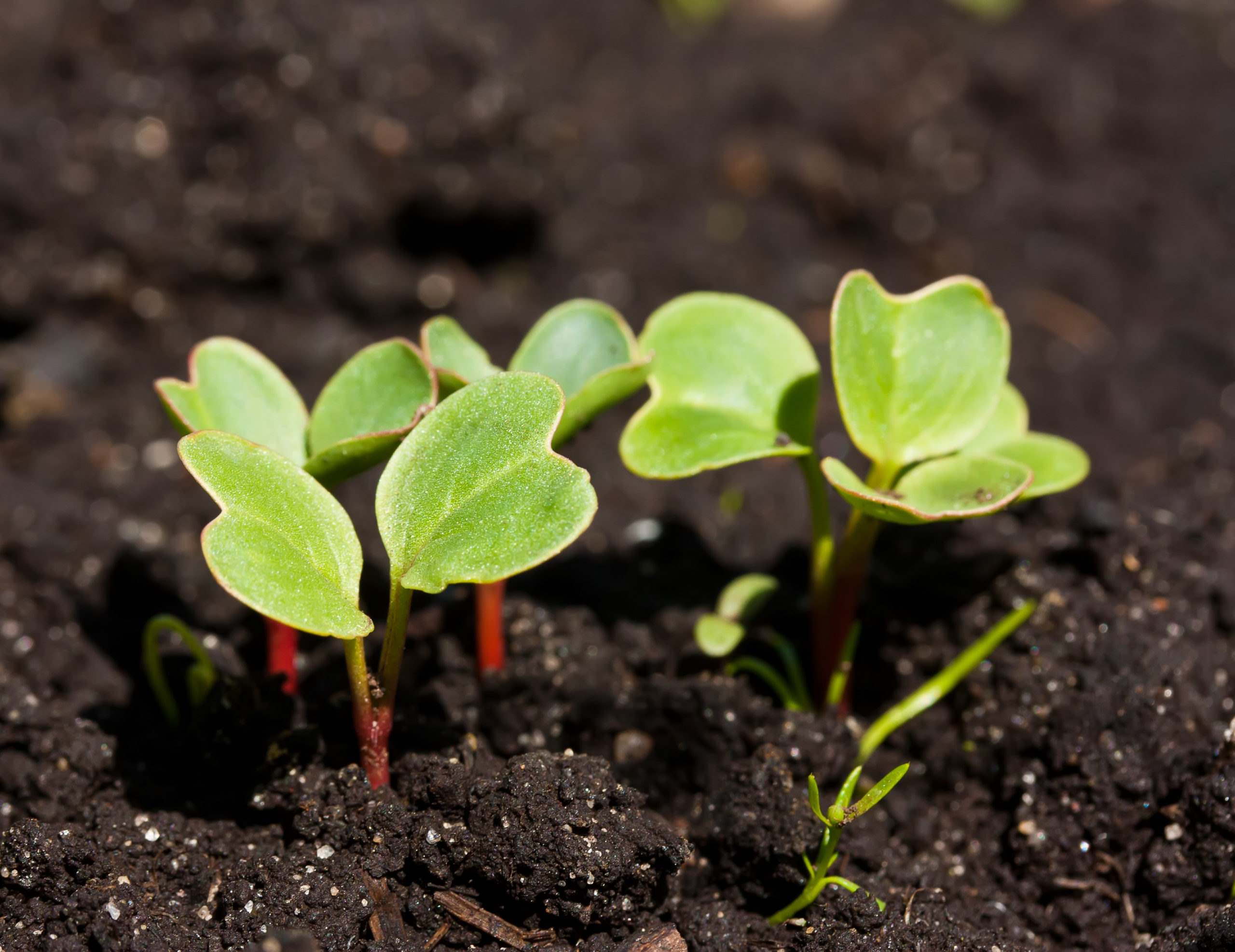 How To Grow Radish Seeds