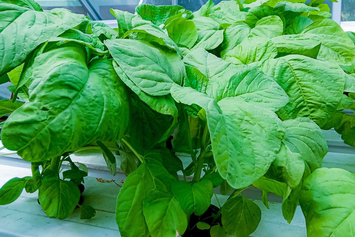 How To Grow Spinach In Hydroponics
